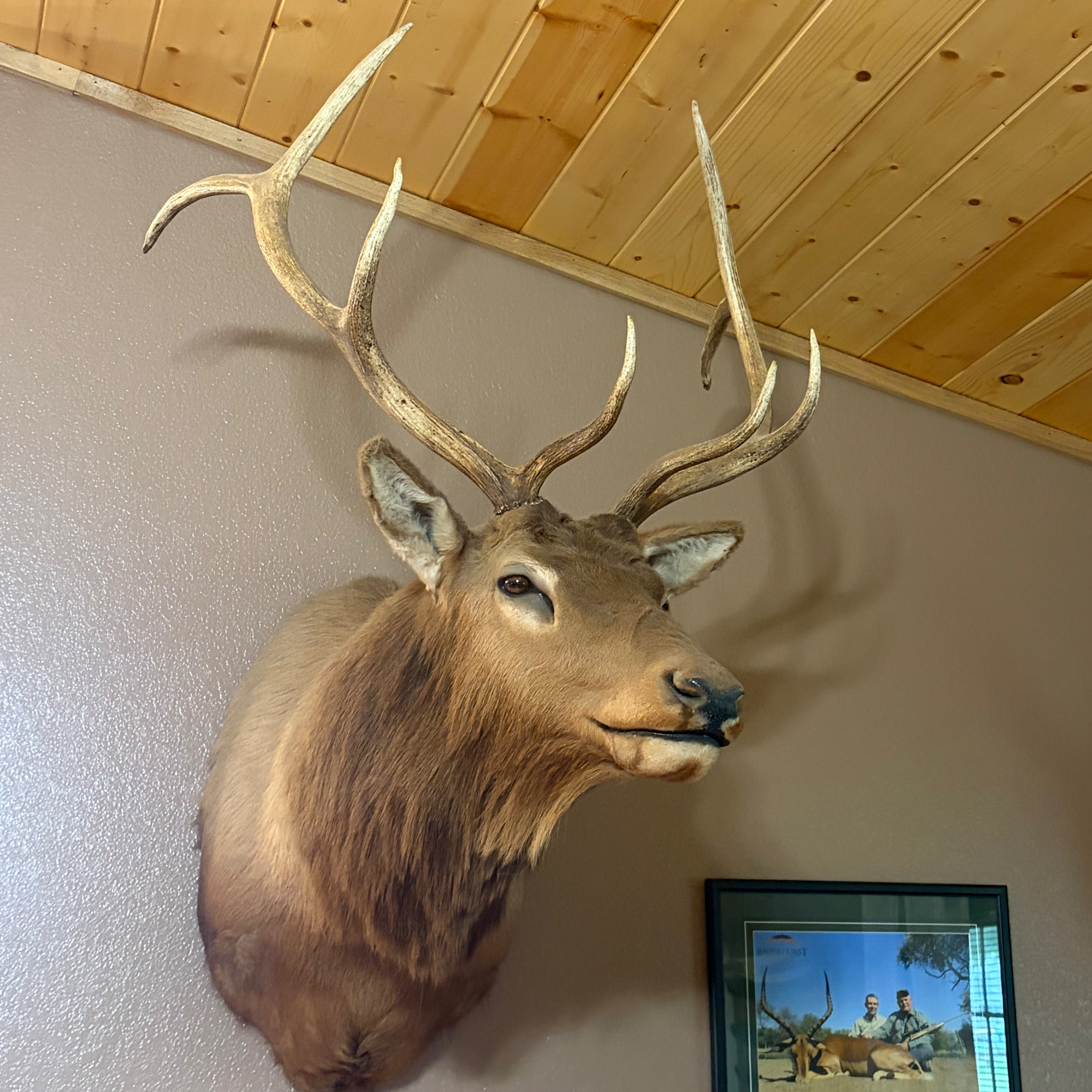 Elk Rifles and Cartridges episode artwork