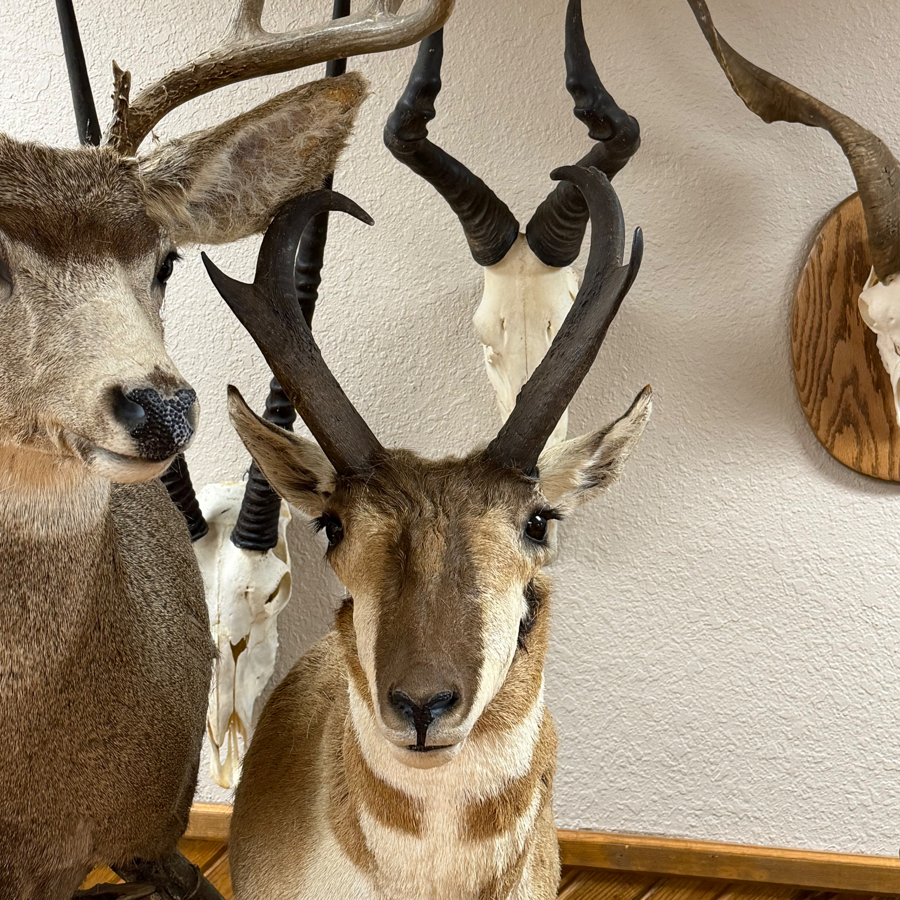 Pronghorn Antelope Rifles and Cartridges episode artwork