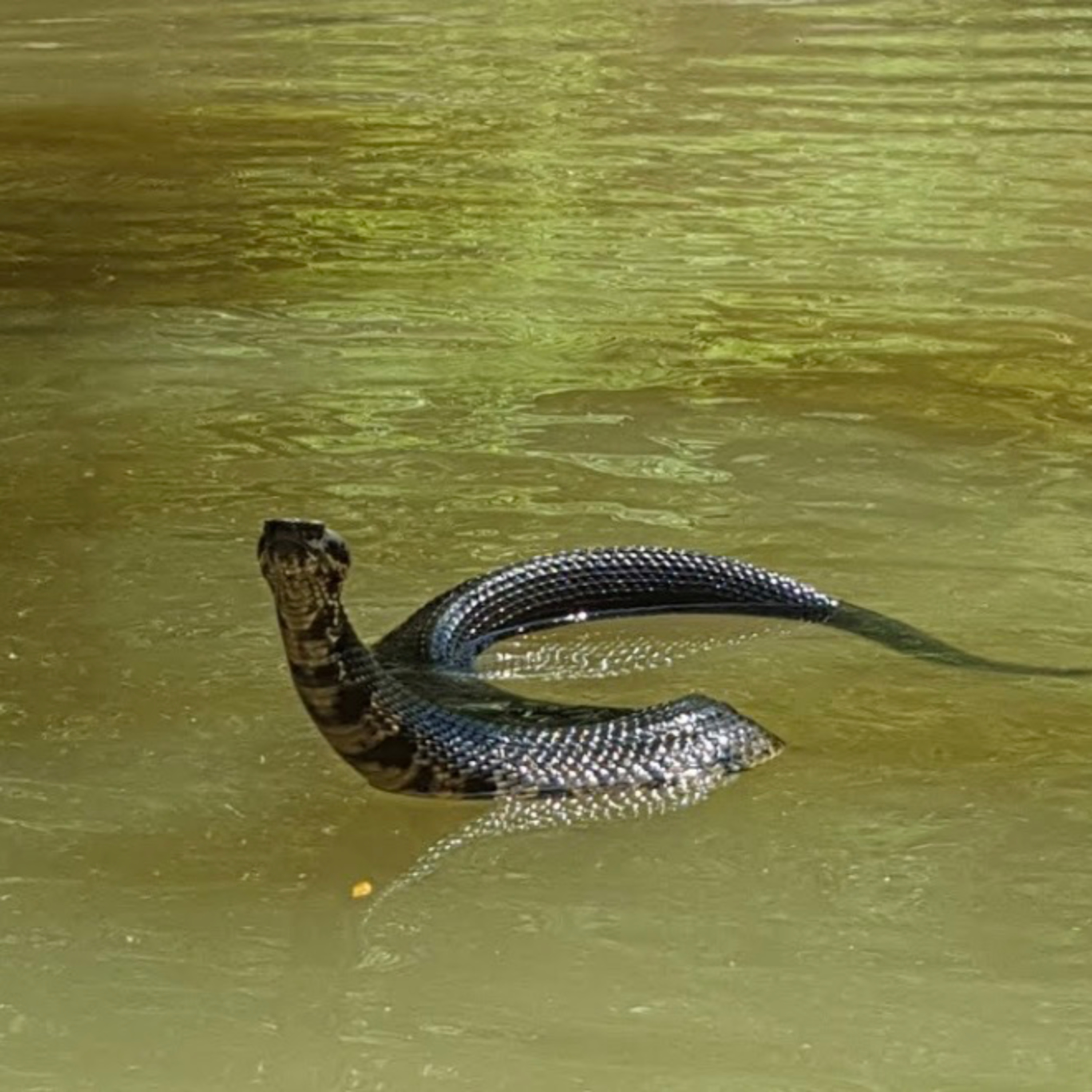 The Adventures and Misadventures of Juan Loco- The Cottonmouth Water Moccasin episode artwork