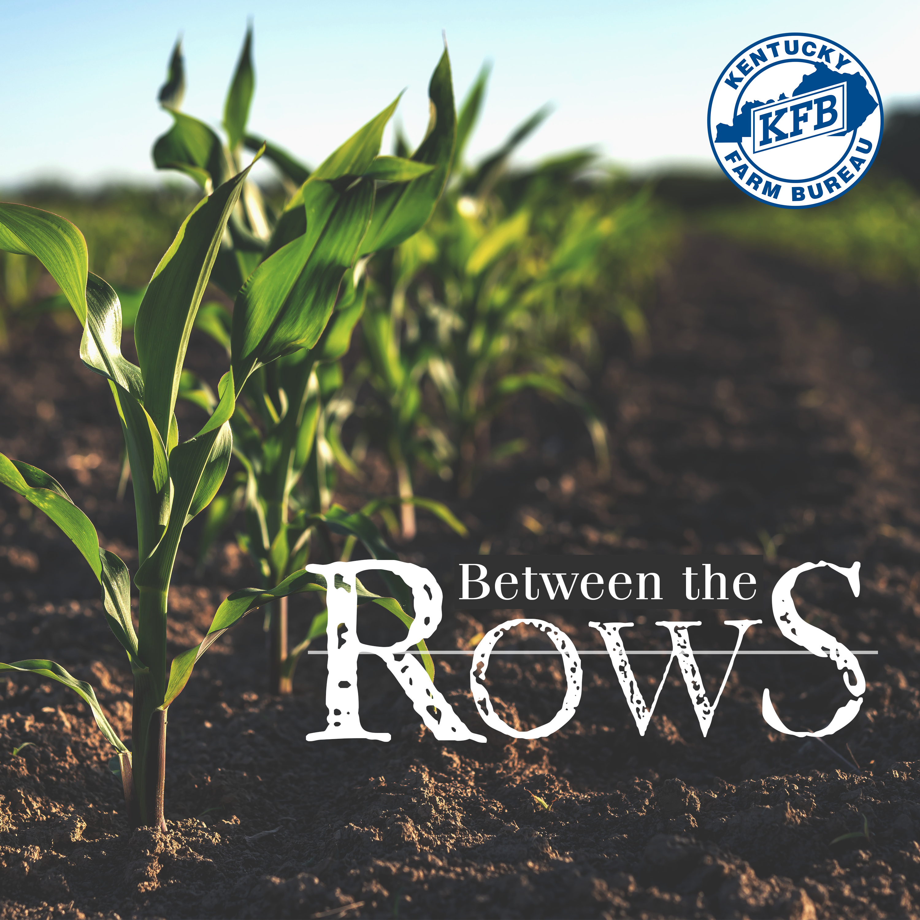 What is a Market Reporter? Carter Goff | Between the Rows | Kentucky Farm Life