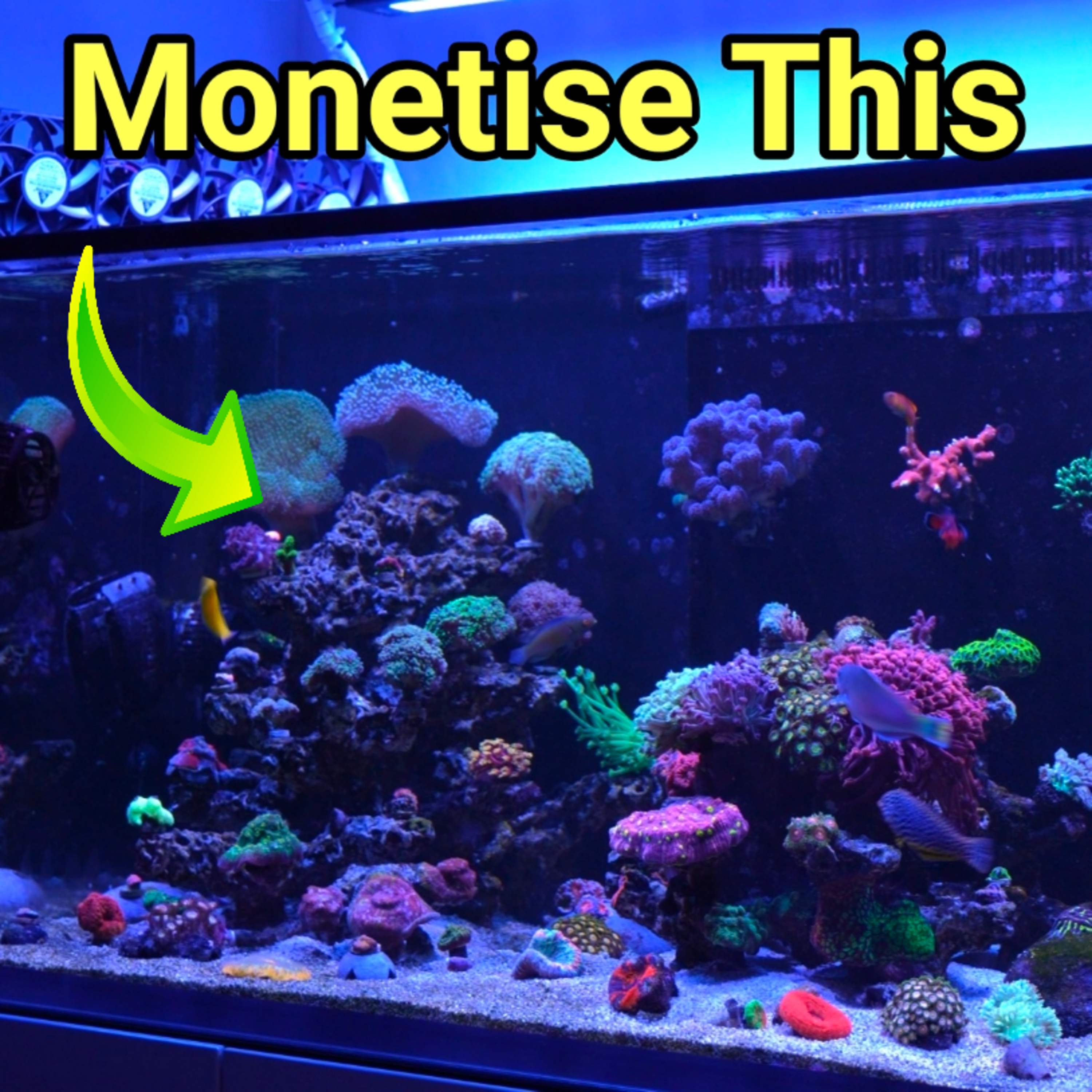 How To Make Your Tank Pay For Itself! The Prestige Reef Dork Show Ep 112