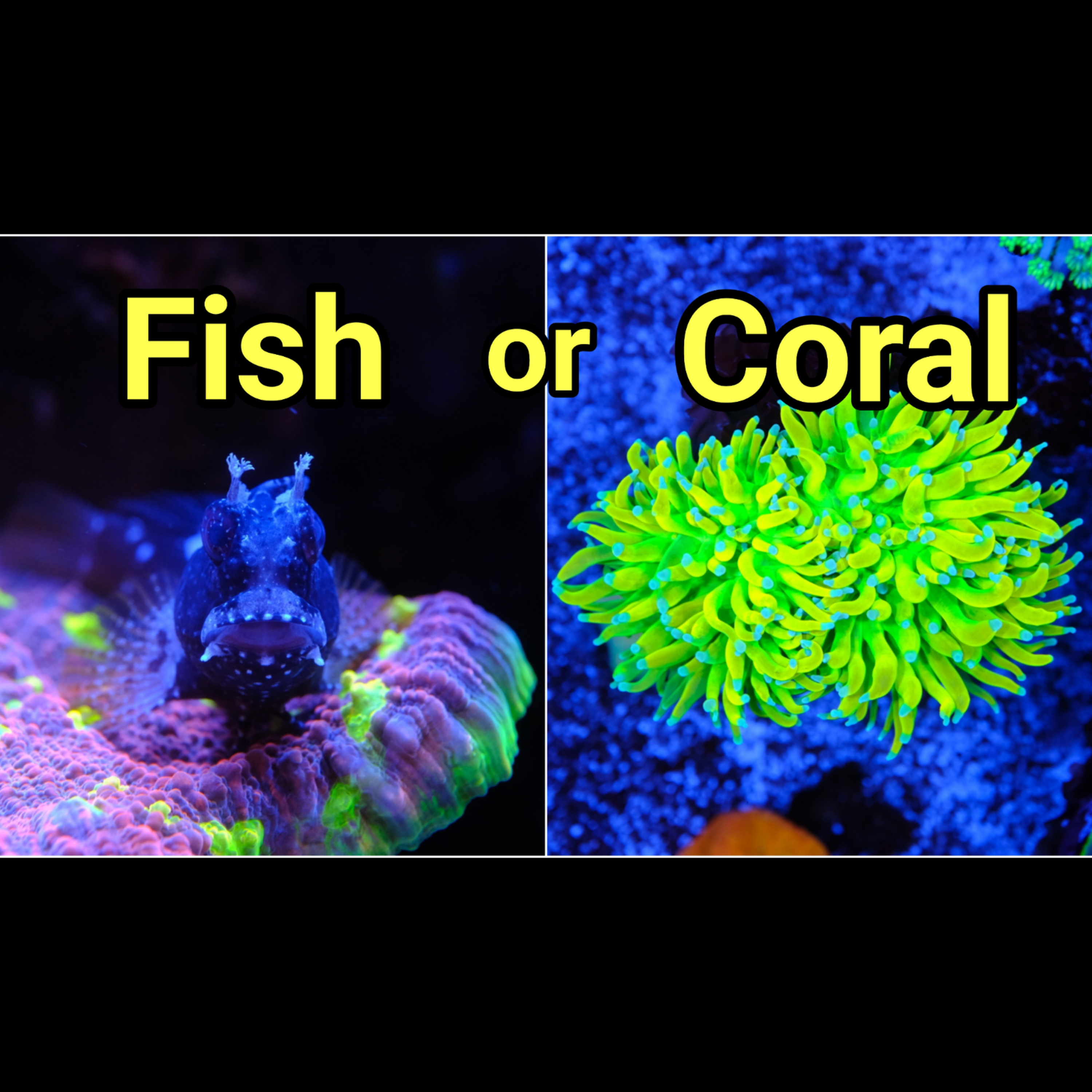 New Tank! Will I Focus on Fish or Corals? The Prestige Reef Dork Show Ep 115 episode artwork