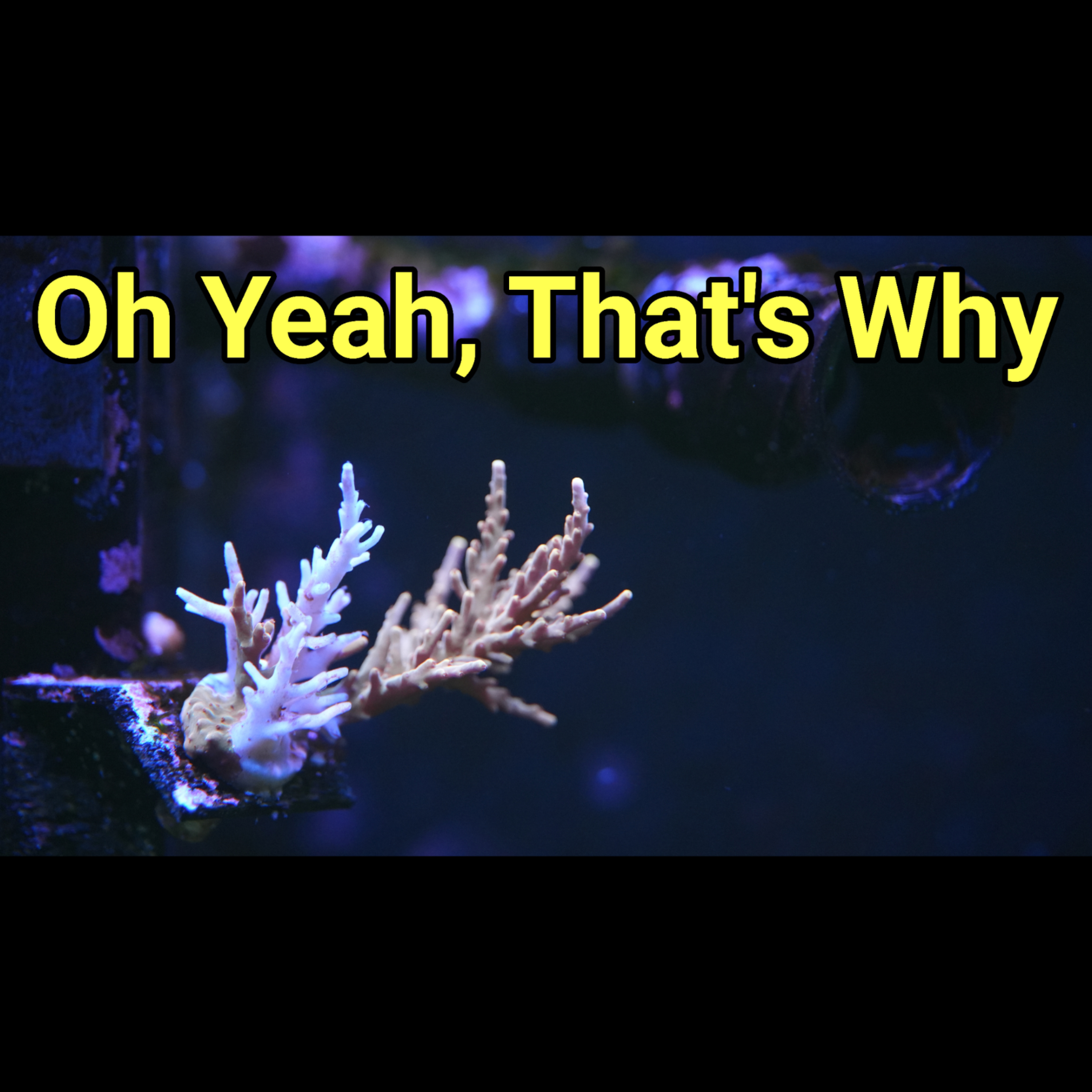 Remind Me Why I Hate Acros? The Prestige Reef Dork Show Ep 119 episode artwork