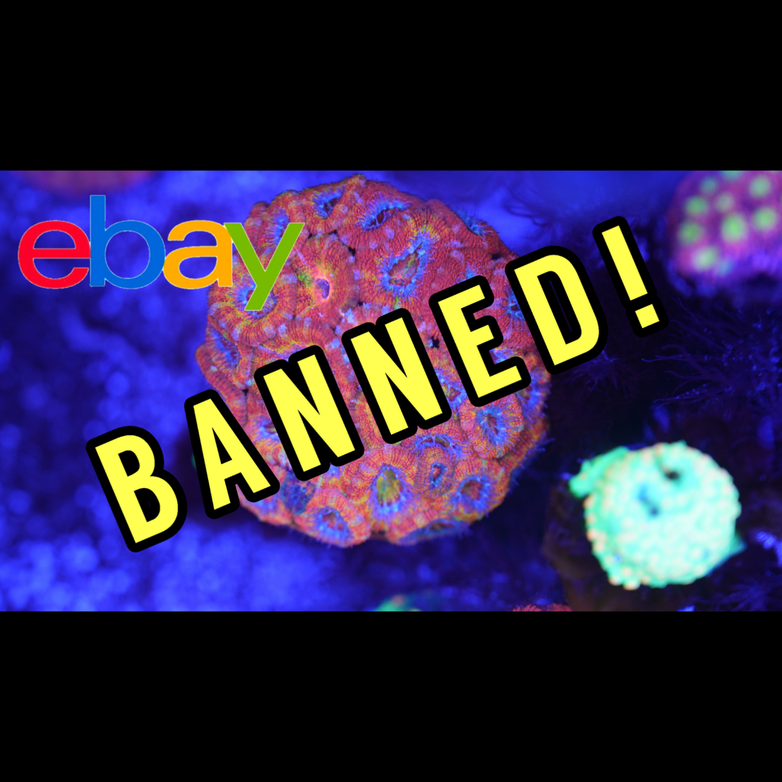 The eBay Coral Ban is Back (And This Time It's Serious...) The Prestige Reef Dork Show Ep 122 episode artwork