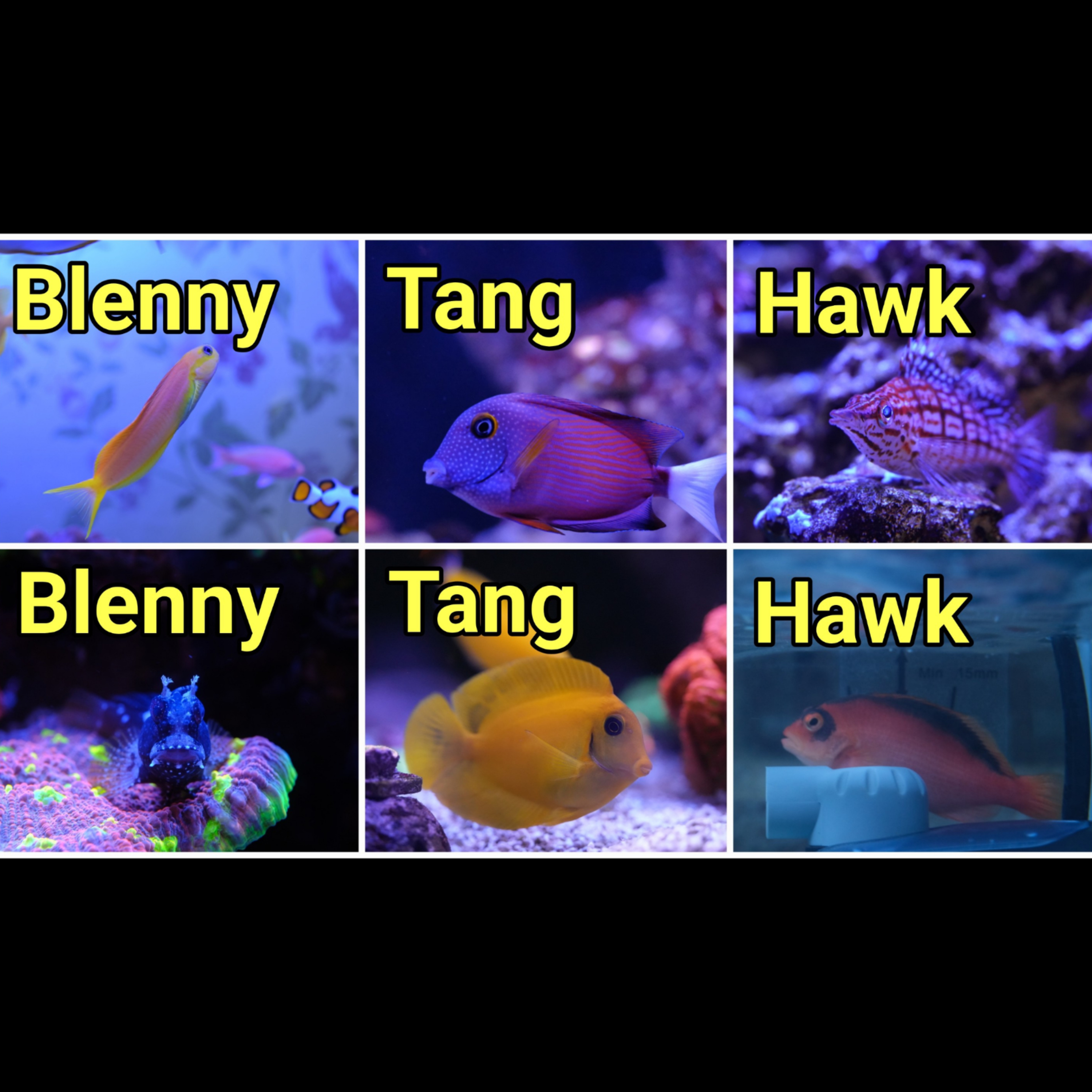 How to Keep Multiples of the Same Fish | The Prestige Reef Dork Show Ep 123 episode artwork