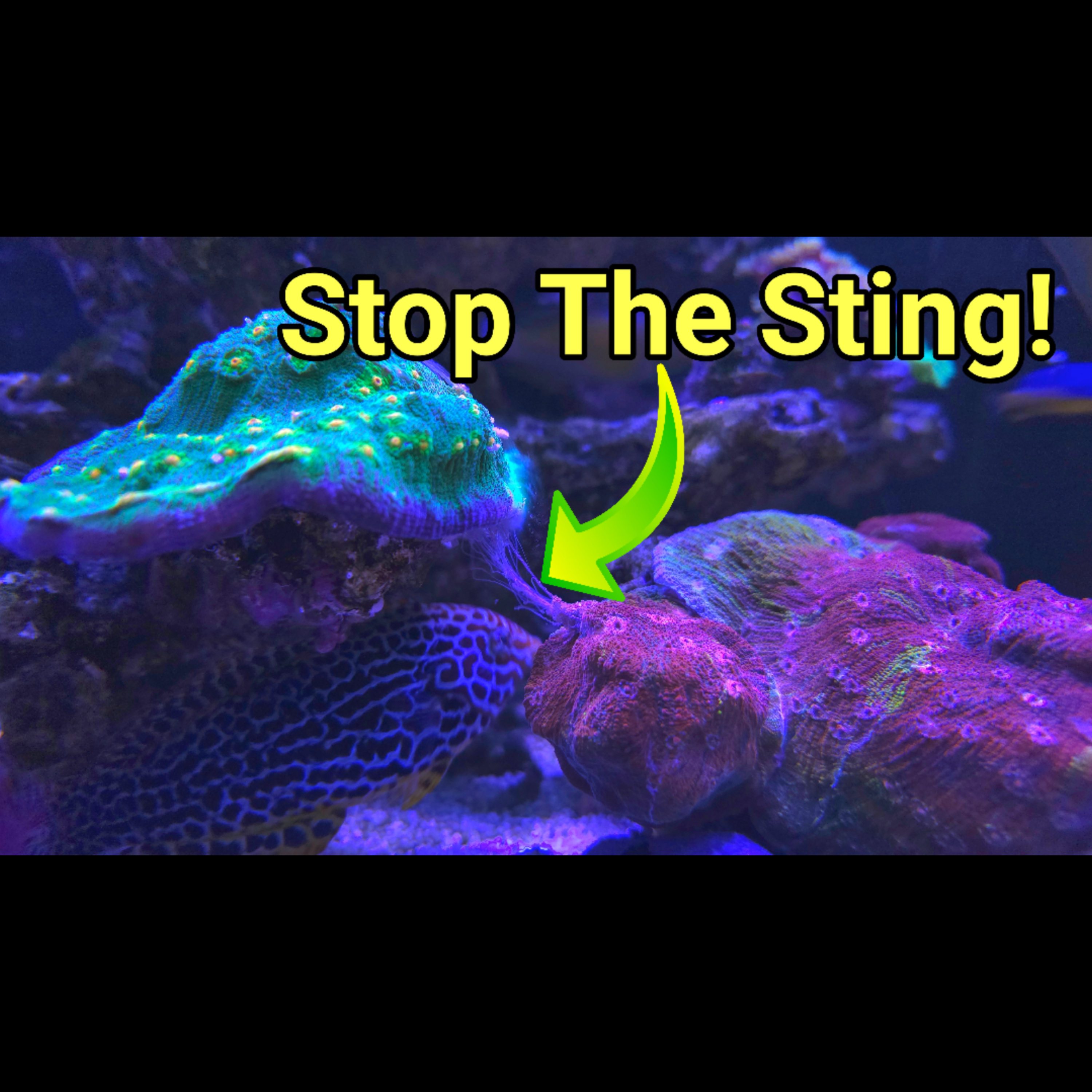 Pro Coral Farmer's Corals That Play Nice In High Density Reefs | The PRDS Ep 125 episode artwork