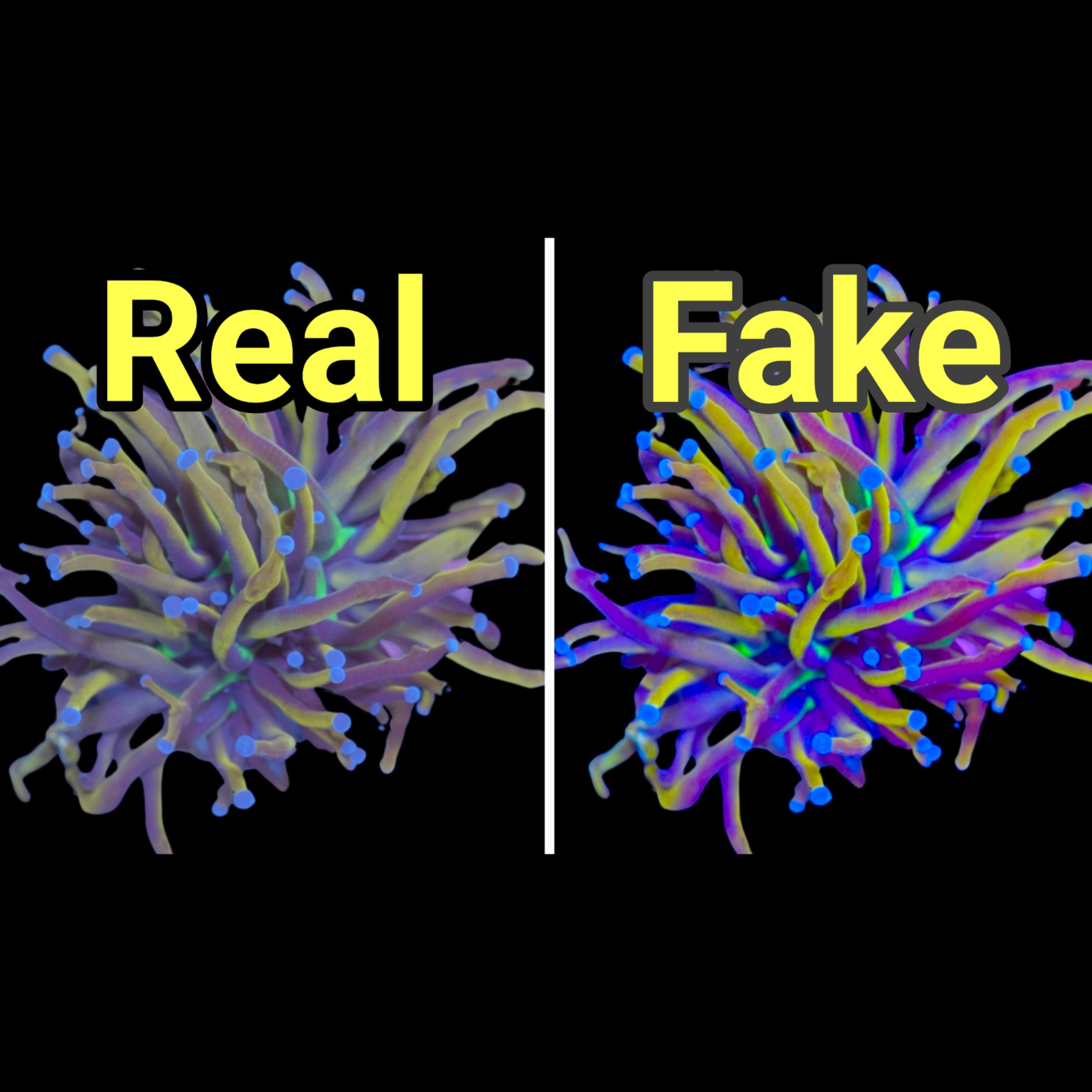 We Need to Talk About Coral Photos | The Prestige Reef Dork Show Ep 126 episode artwork