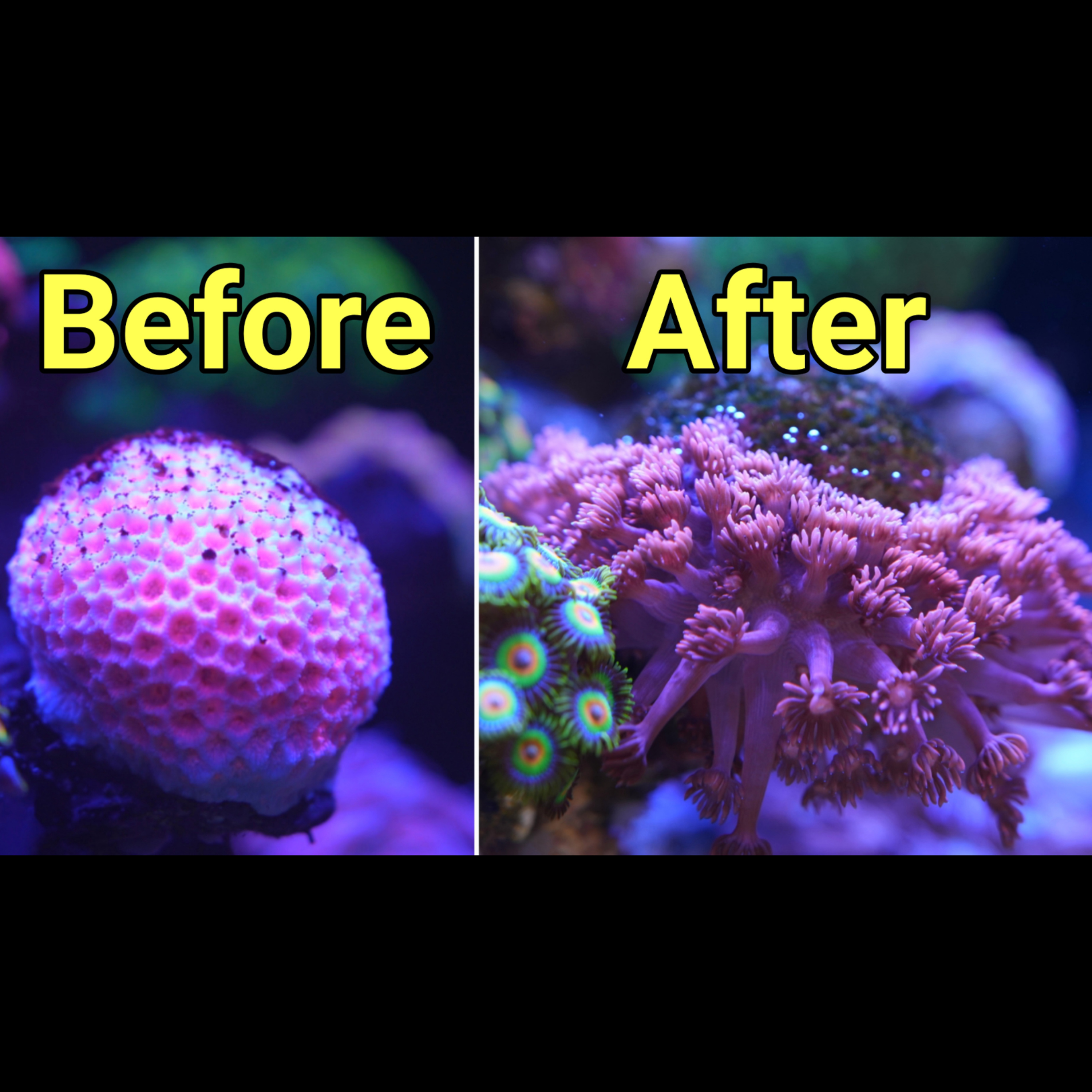 How I Saved This Dying Coral | The Prestige Reef Dork Show Ep 129 episode artwork