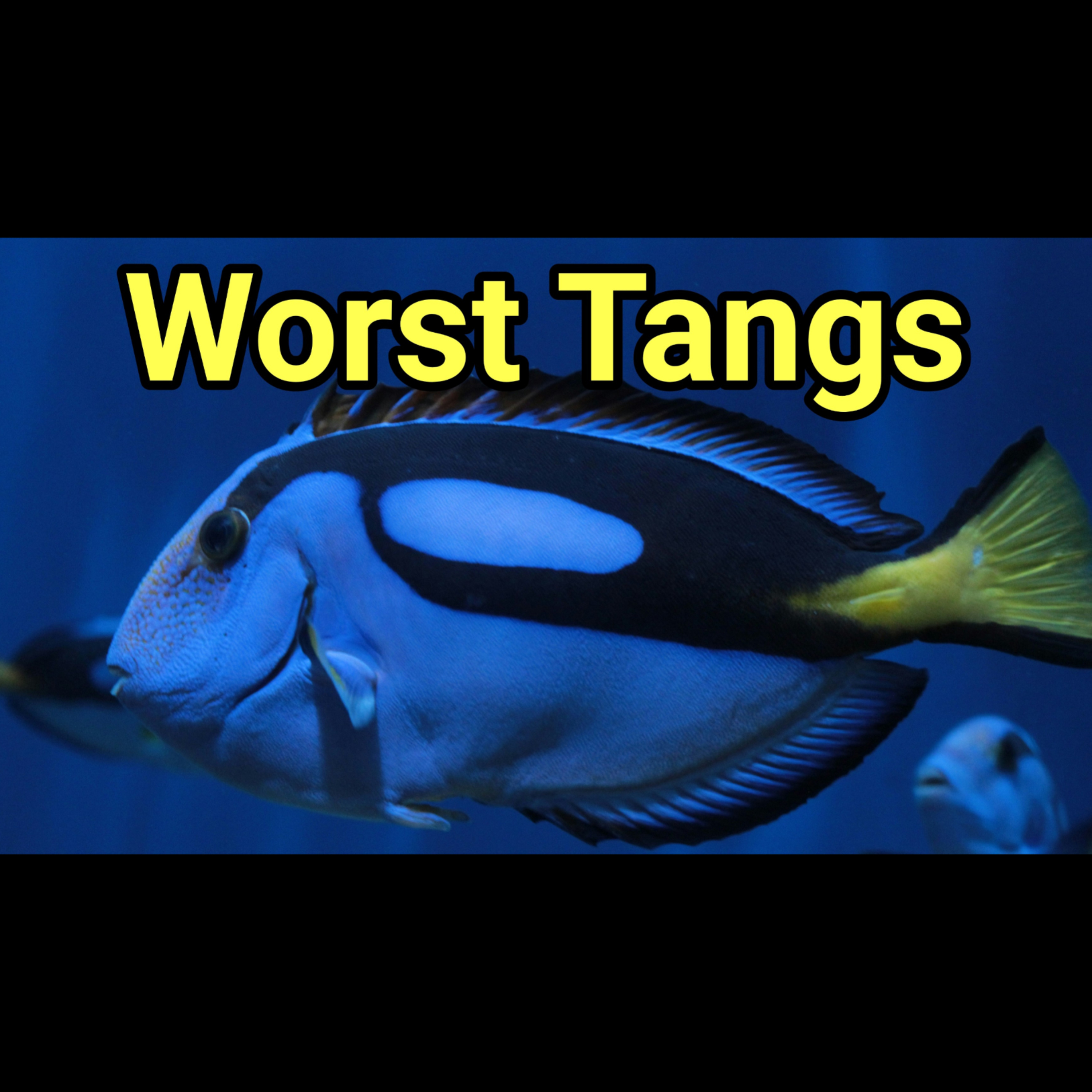 Prestige Reef's Top 7 Worst Tangs For a Reef Tank |The Prestige Reef Dork Show Ep 127 episode artwork
