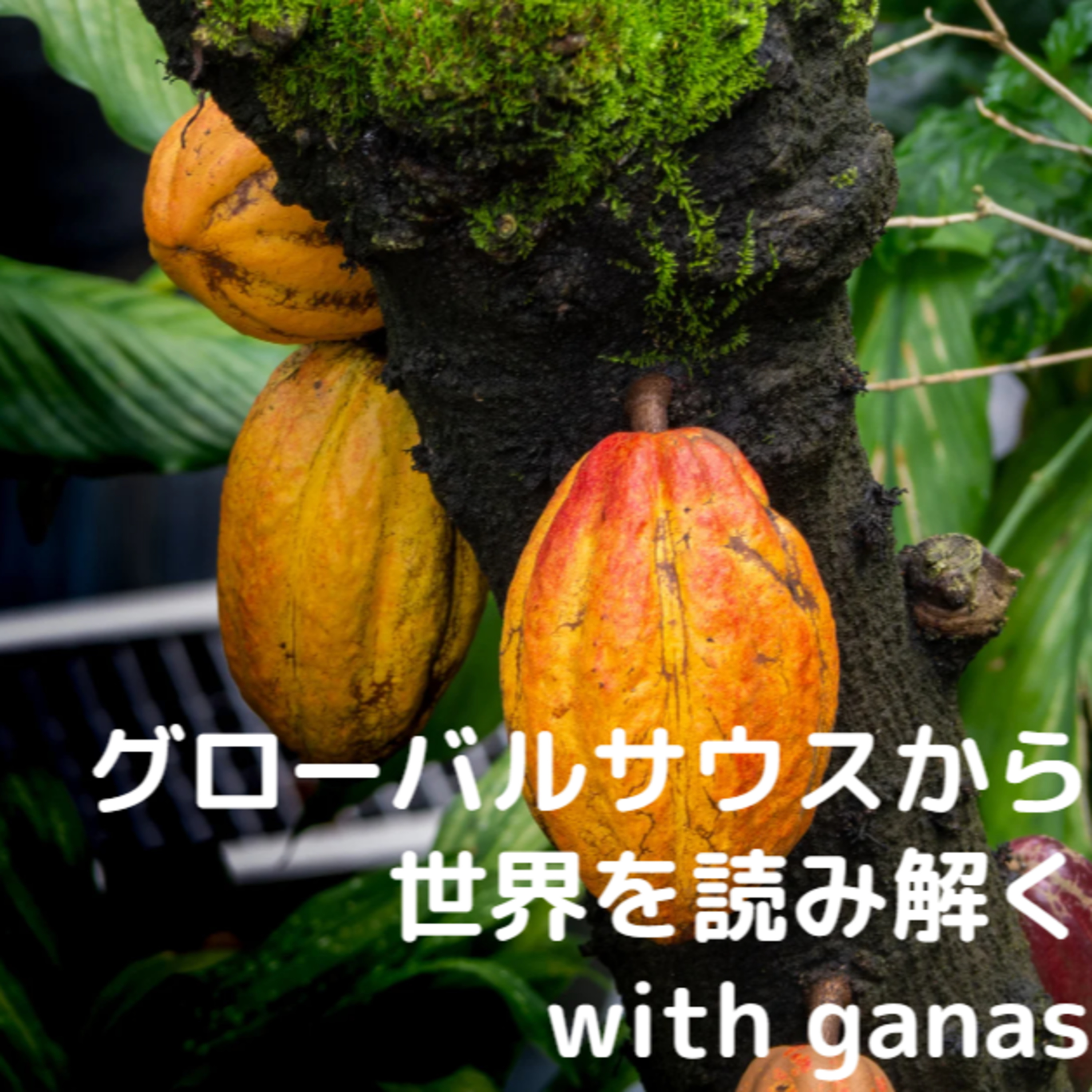チョコが食べられなくなる？ 「児童労働」以外の話 episode artwork