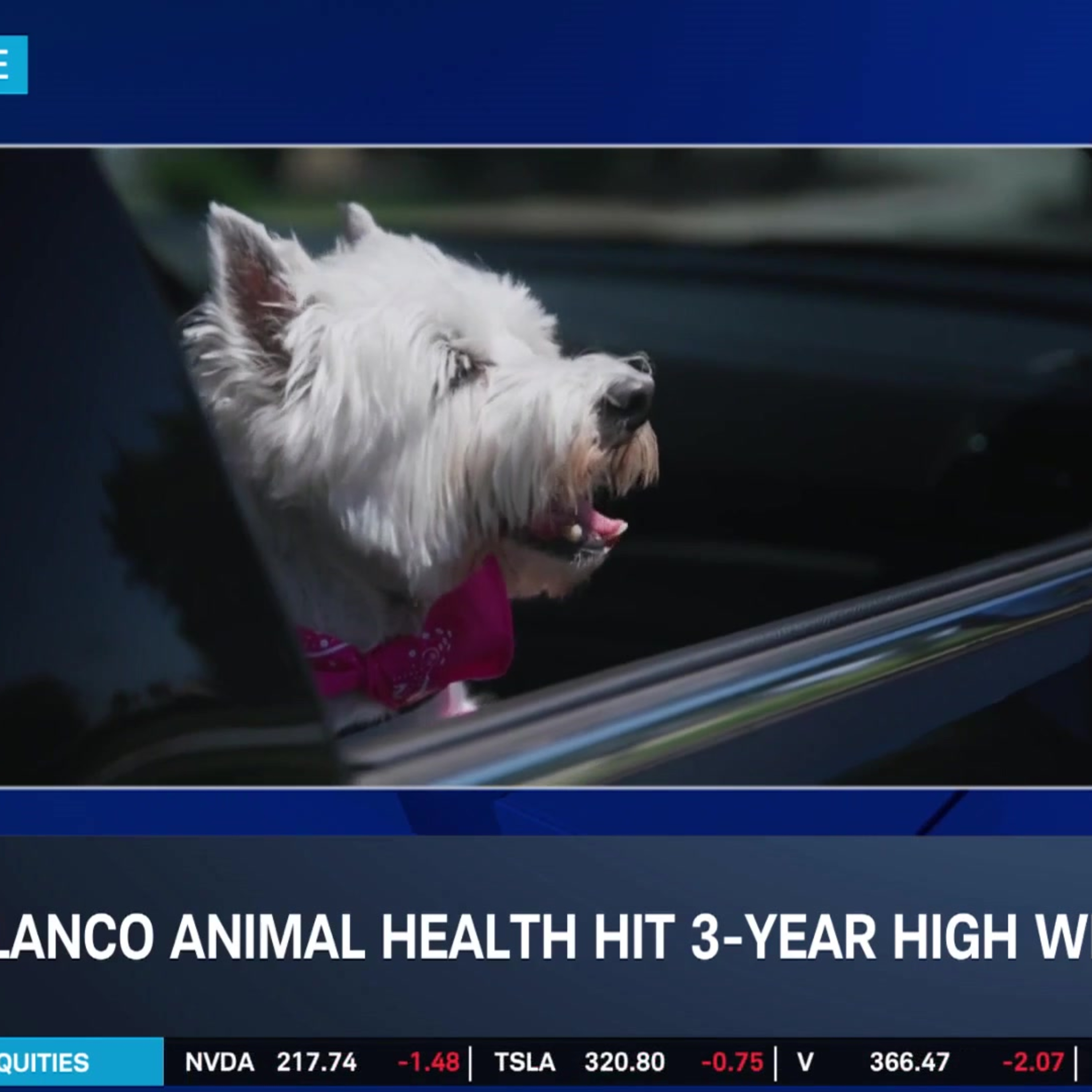 Elanco CEO Sees More Growth Ahead for Pet & Farm Animal Health