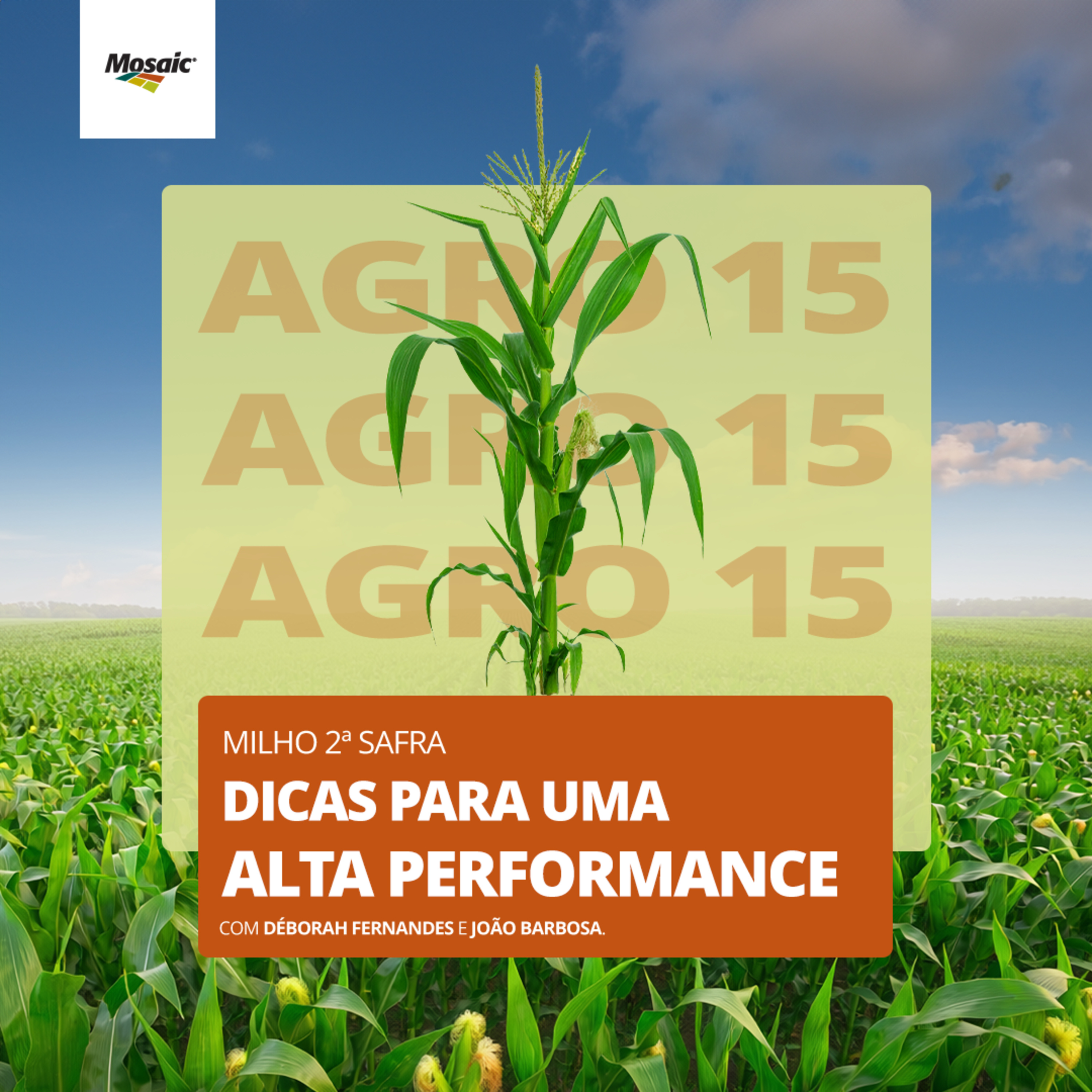 [Agro15] - 2ª Safra do milho: Dicas para uma alta performance