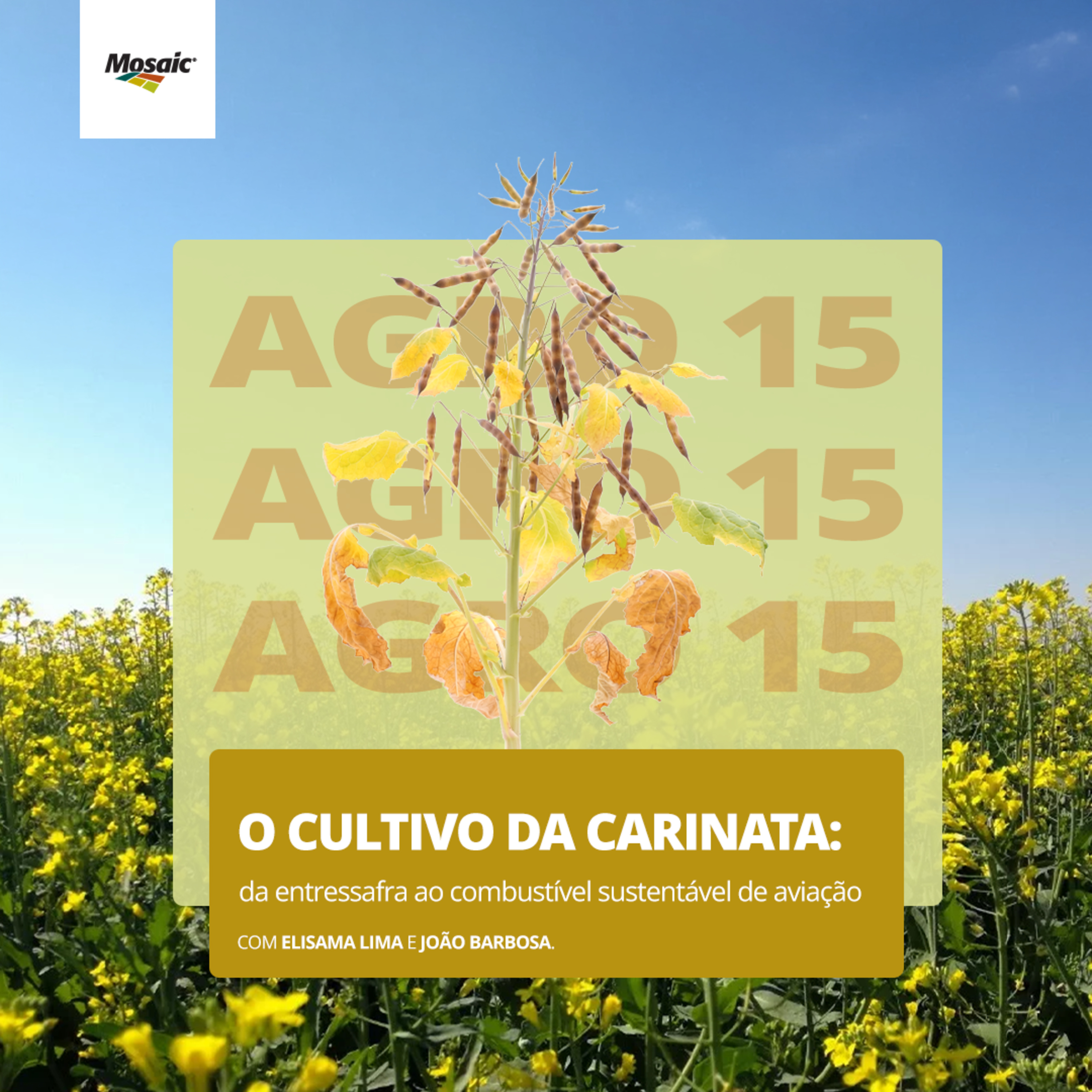 [Agro15] - O Cultivo da Carinata: da Entressafra ao Combustível Sustentável de Aviação episode artwork