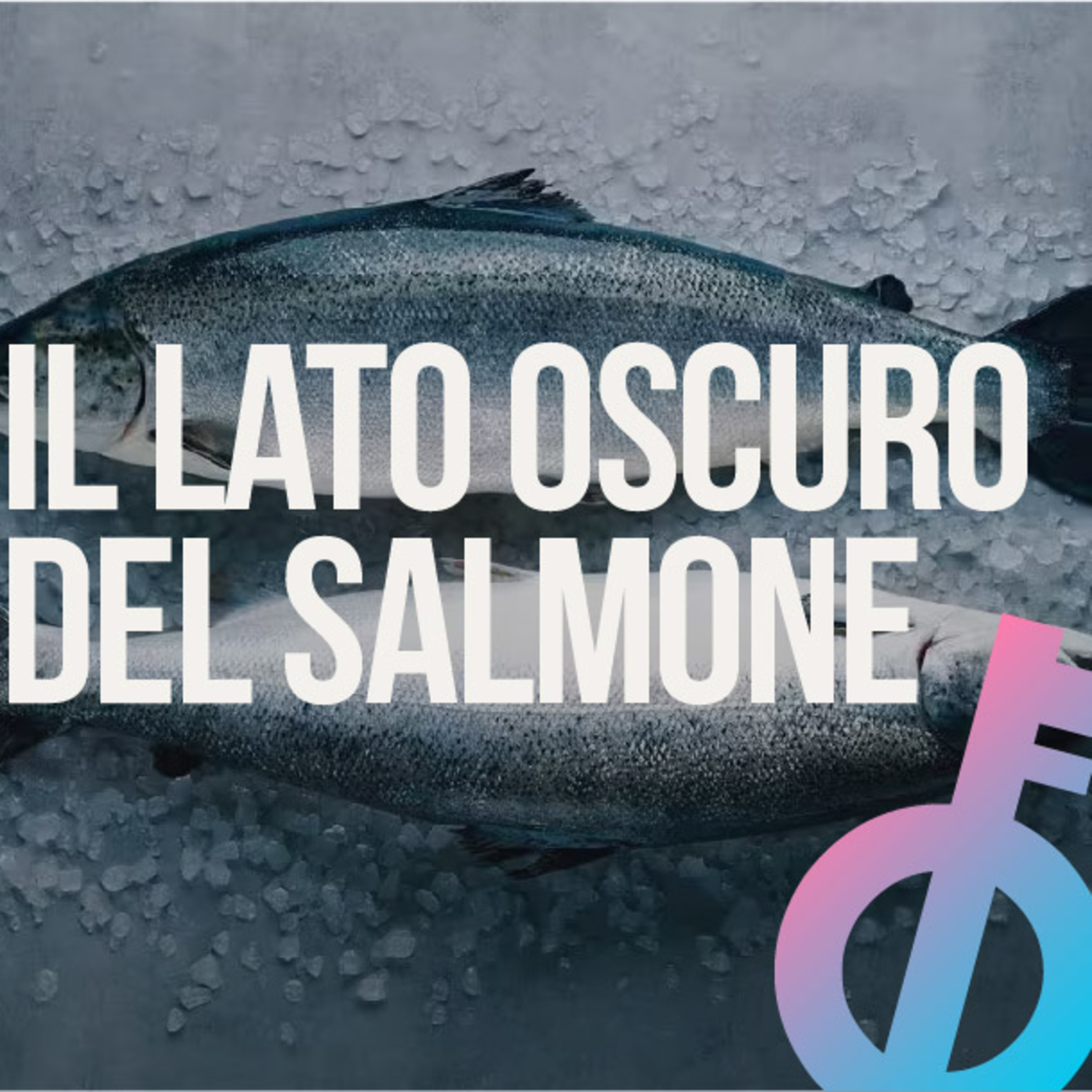 L'industria del salmone è meno limpida del petrolio episode artwork