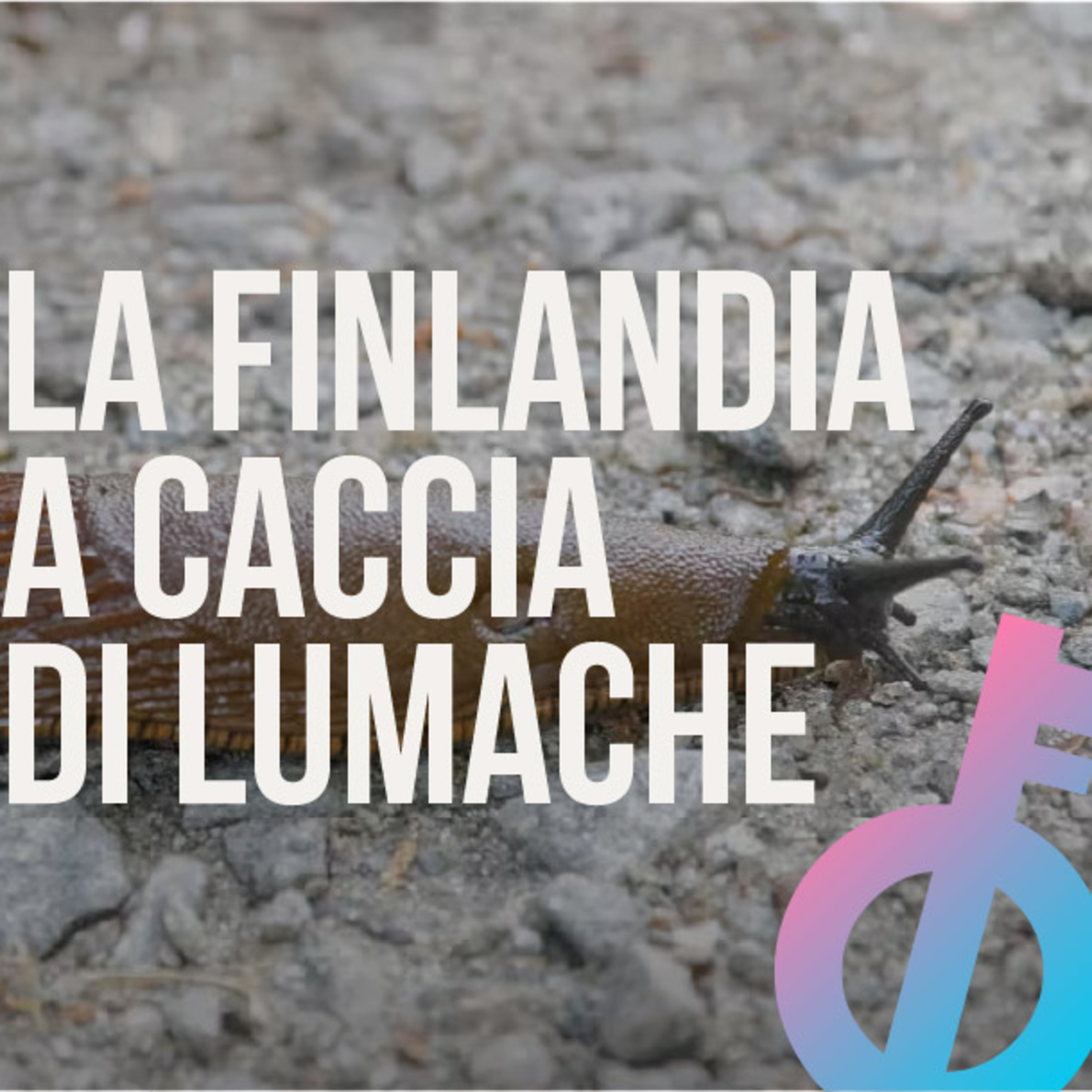 La Finlandia ti paga per cacciare lumache episode artwork