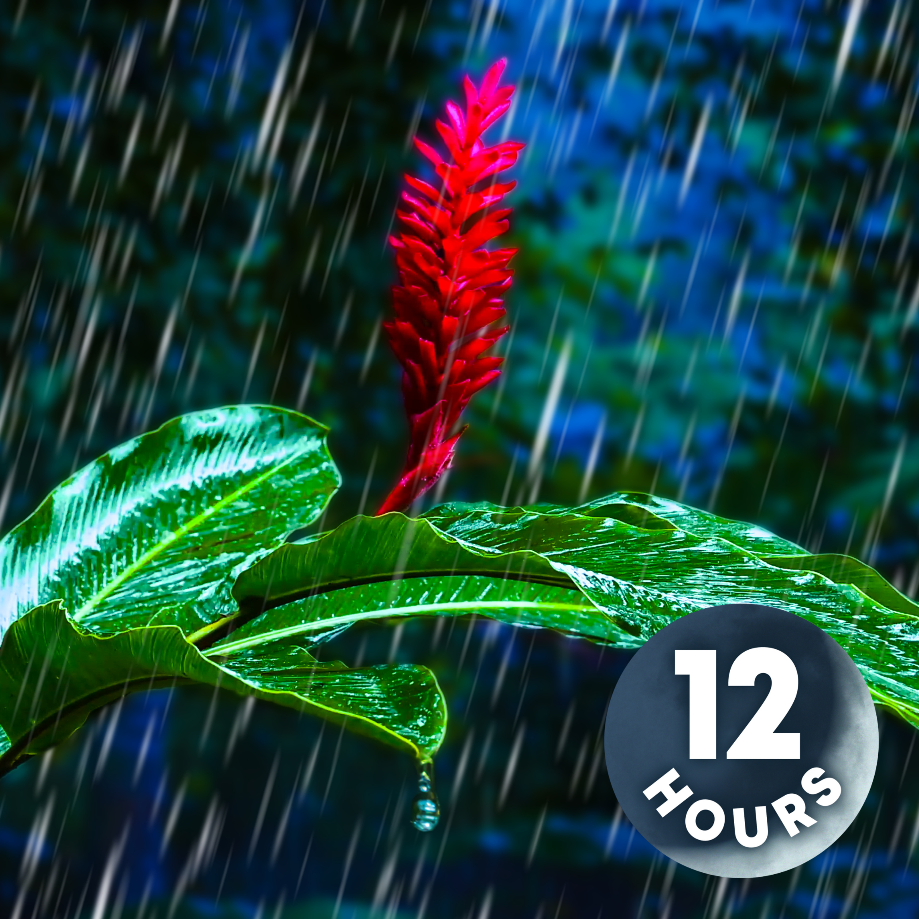 Rainforest Sounds to Help You Sleep | 12 Hour Rain Sleeping Sounds
