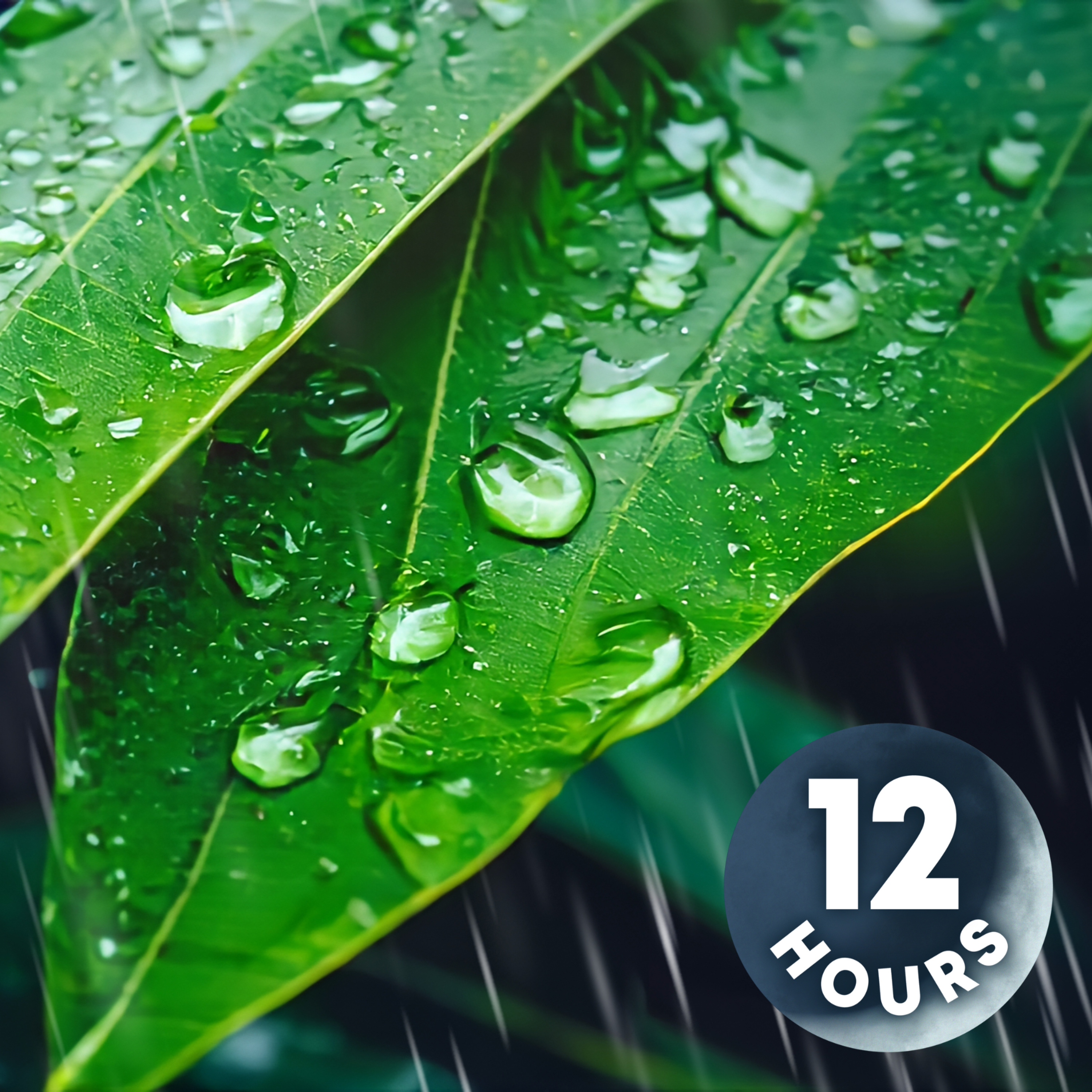 Tropical Rain Sounds for Sleeping 12 Hours