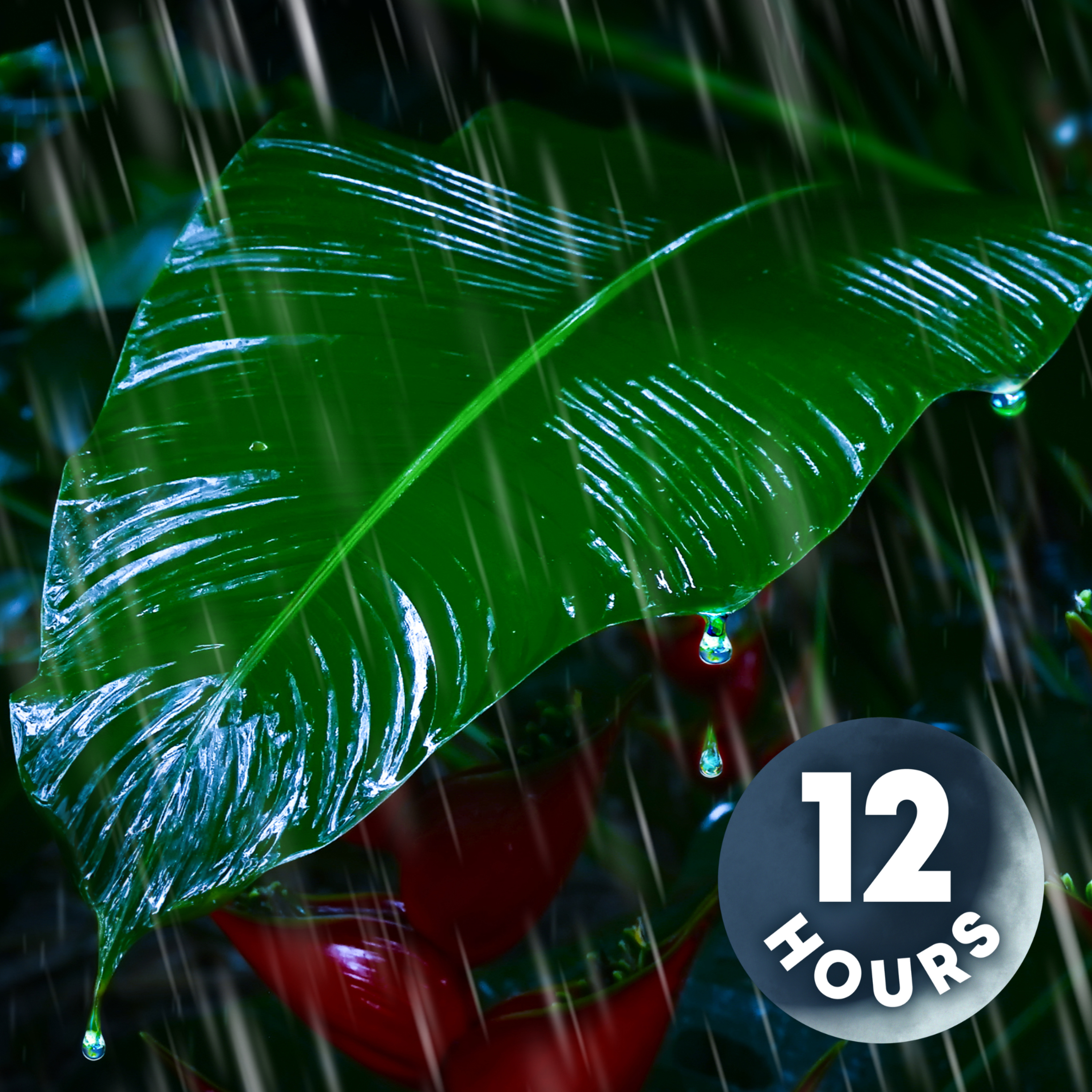 Tropical Rainforest Rain Noise for Sleeping | 12 Hour