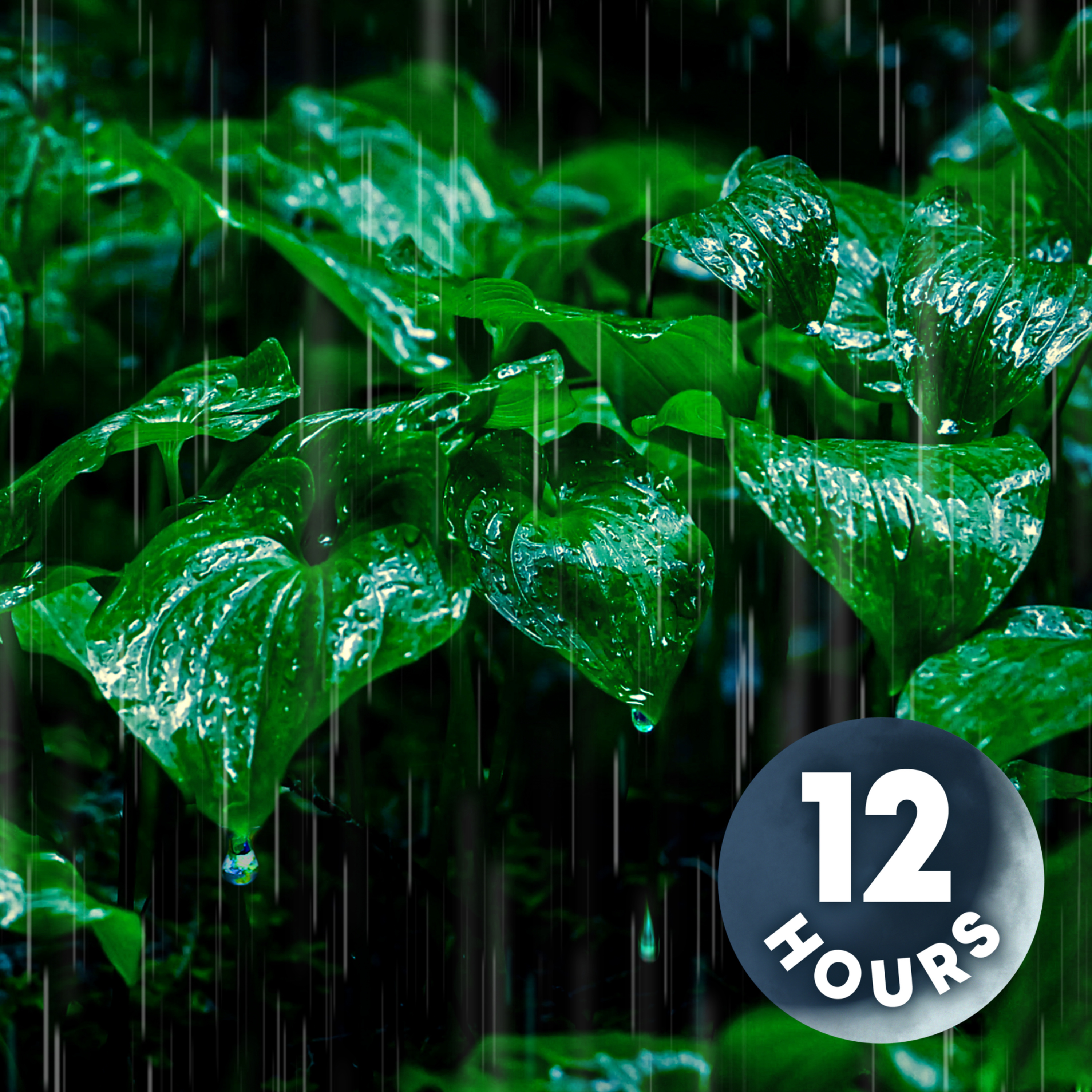 Rain Noise for Sleeping in Tropical Rainforest
