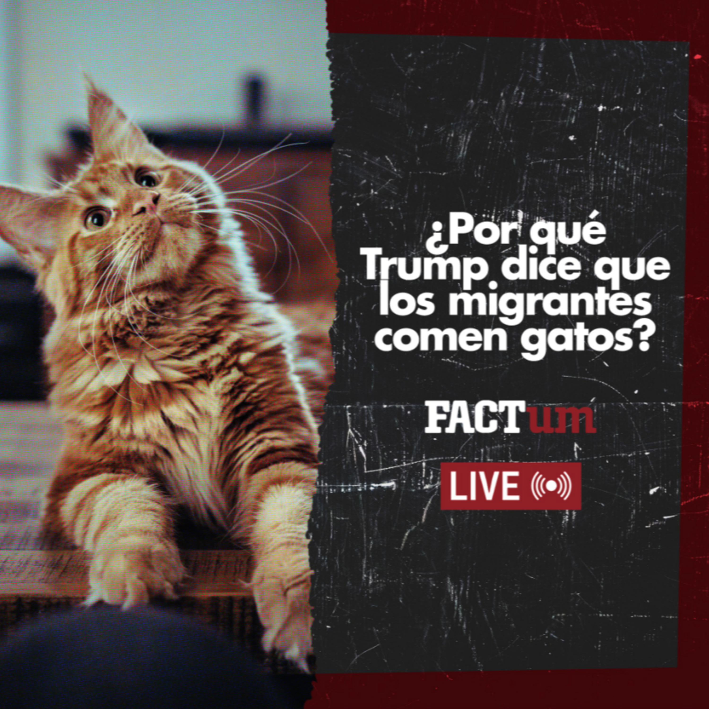 Factum Live: ¿Por qué Trump dice que los migrantes comen gatos? episode artwork