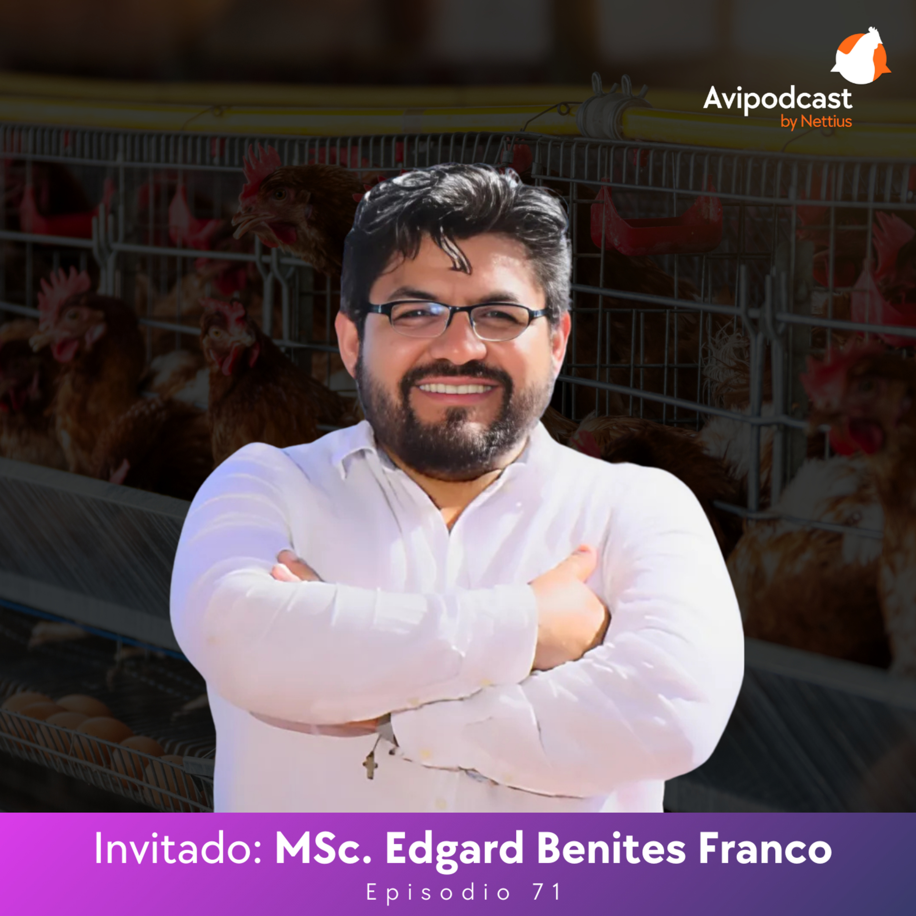 #71 - Manejo del pre-pico en ponedoras: Estrategias clave para el éxito productivo - MSc. Edgard Benites Franco