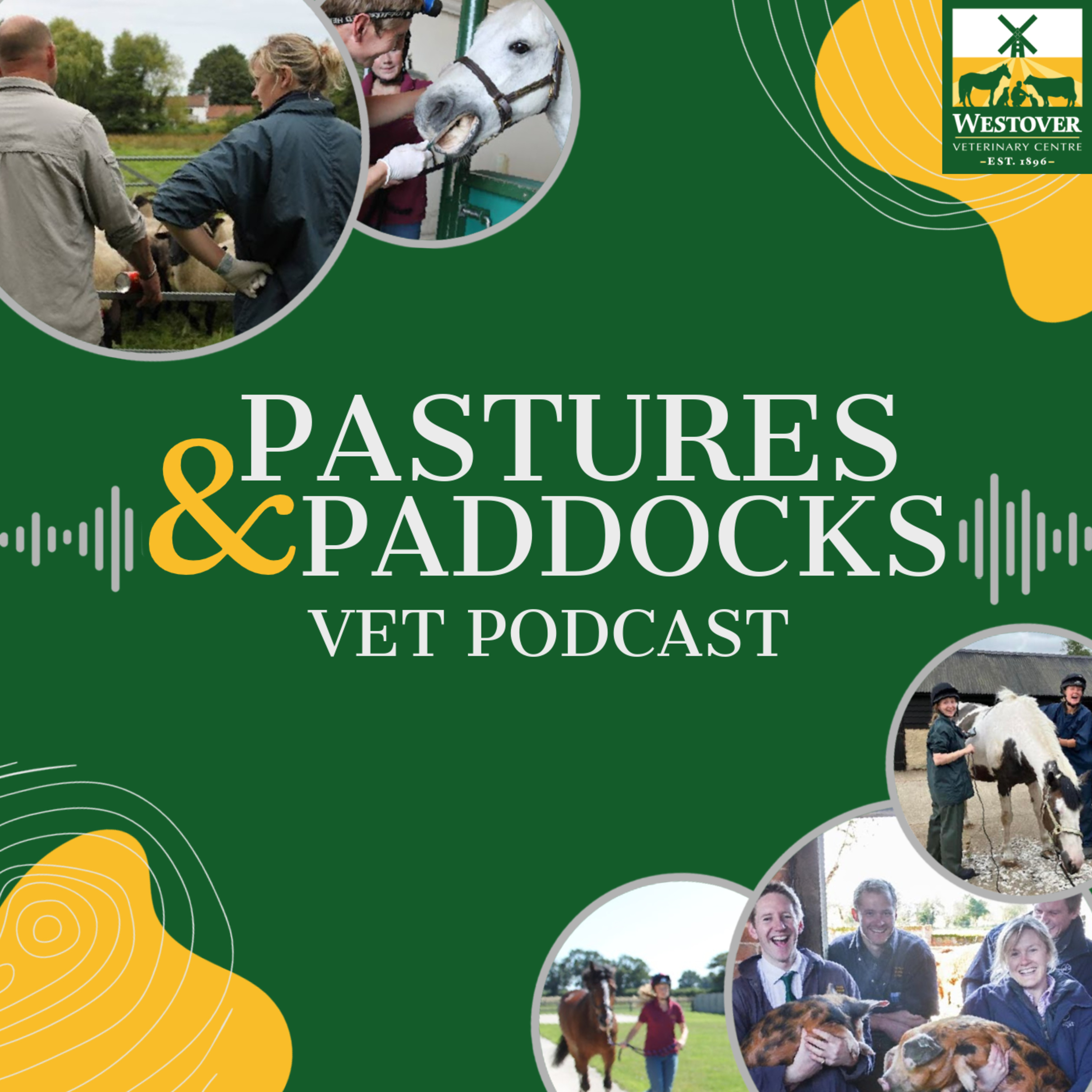 Let's Talk Equine Strangles! A Conversation with a Vet episode artwork