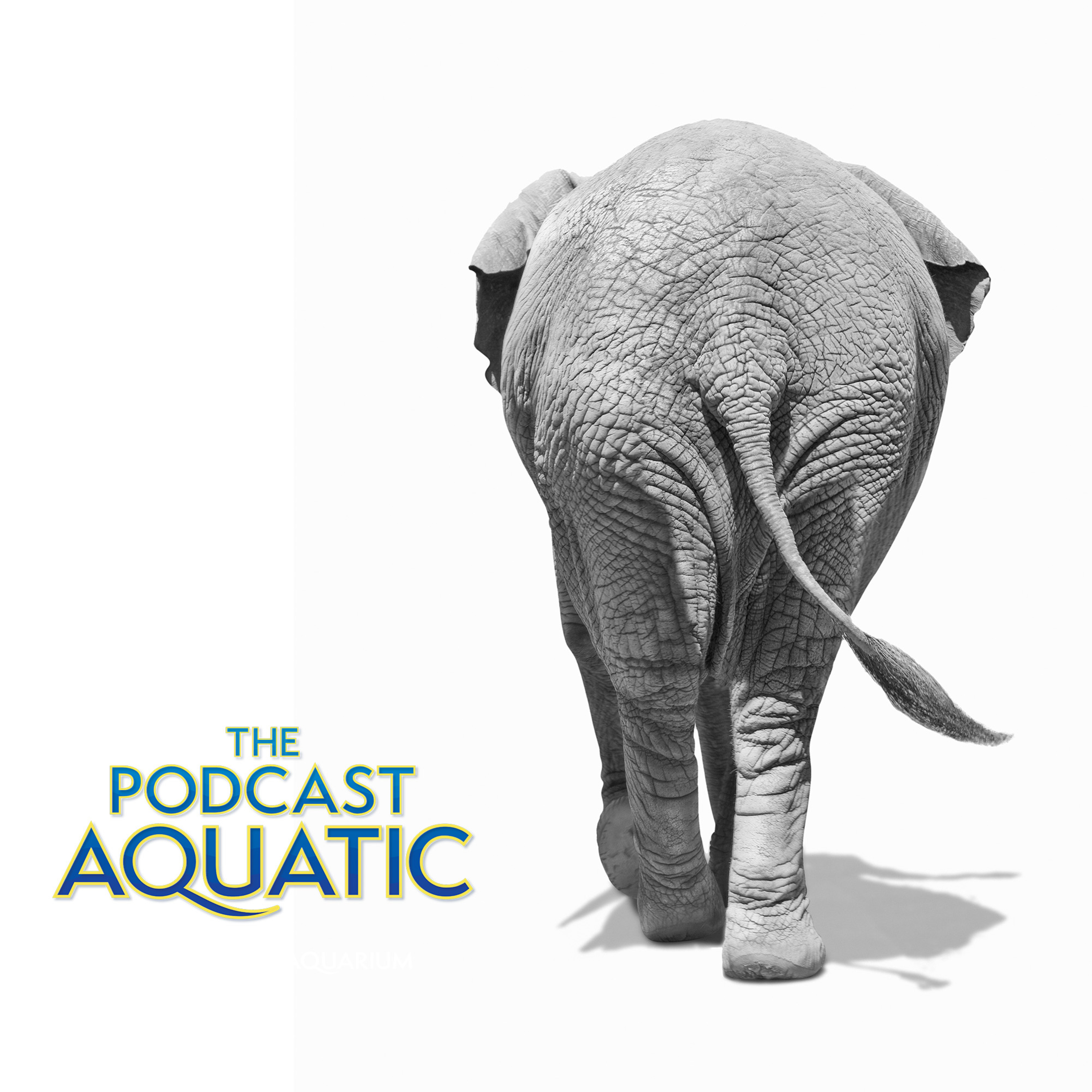 You Herd It Here - Chatting with The Elephant Sanctuary in Tennessee episode artwork