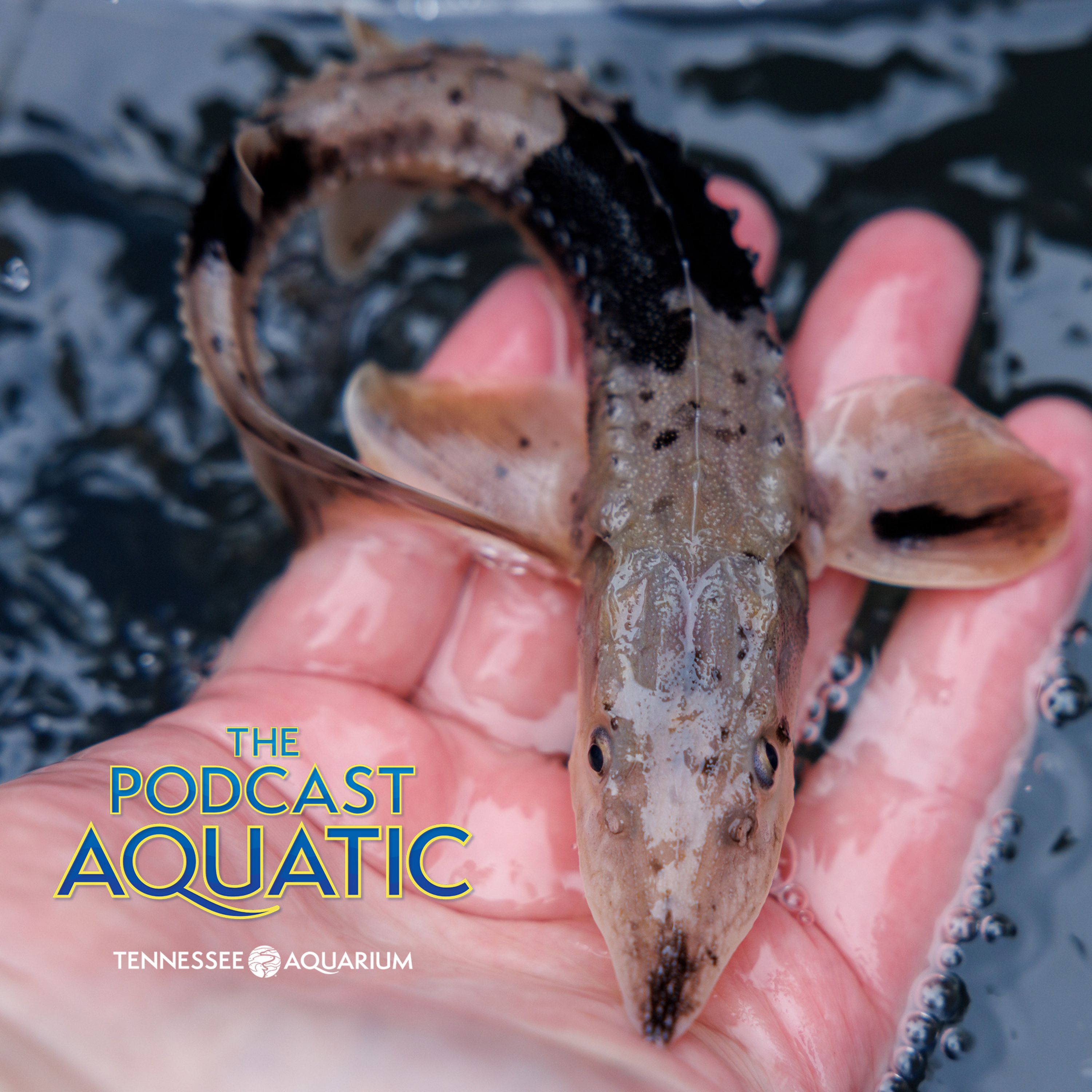 The ABCs of the ESA (Endangered Species Act) episode artwork