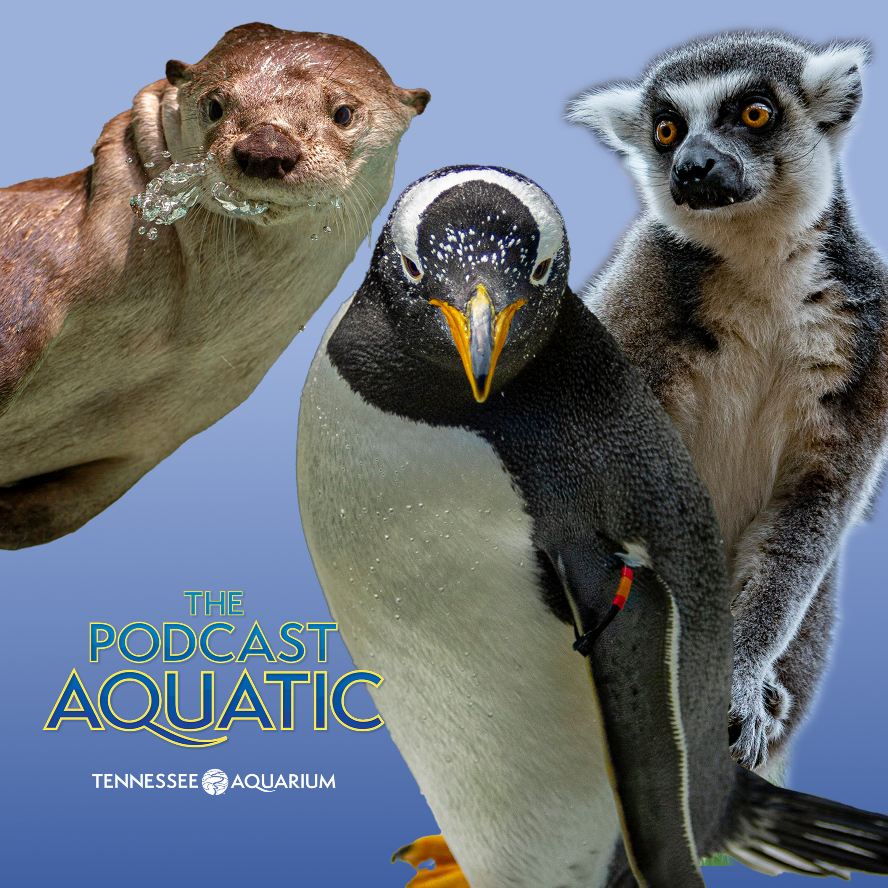 Lemurs and Otters and Penguins ... Oh My! episode artwork