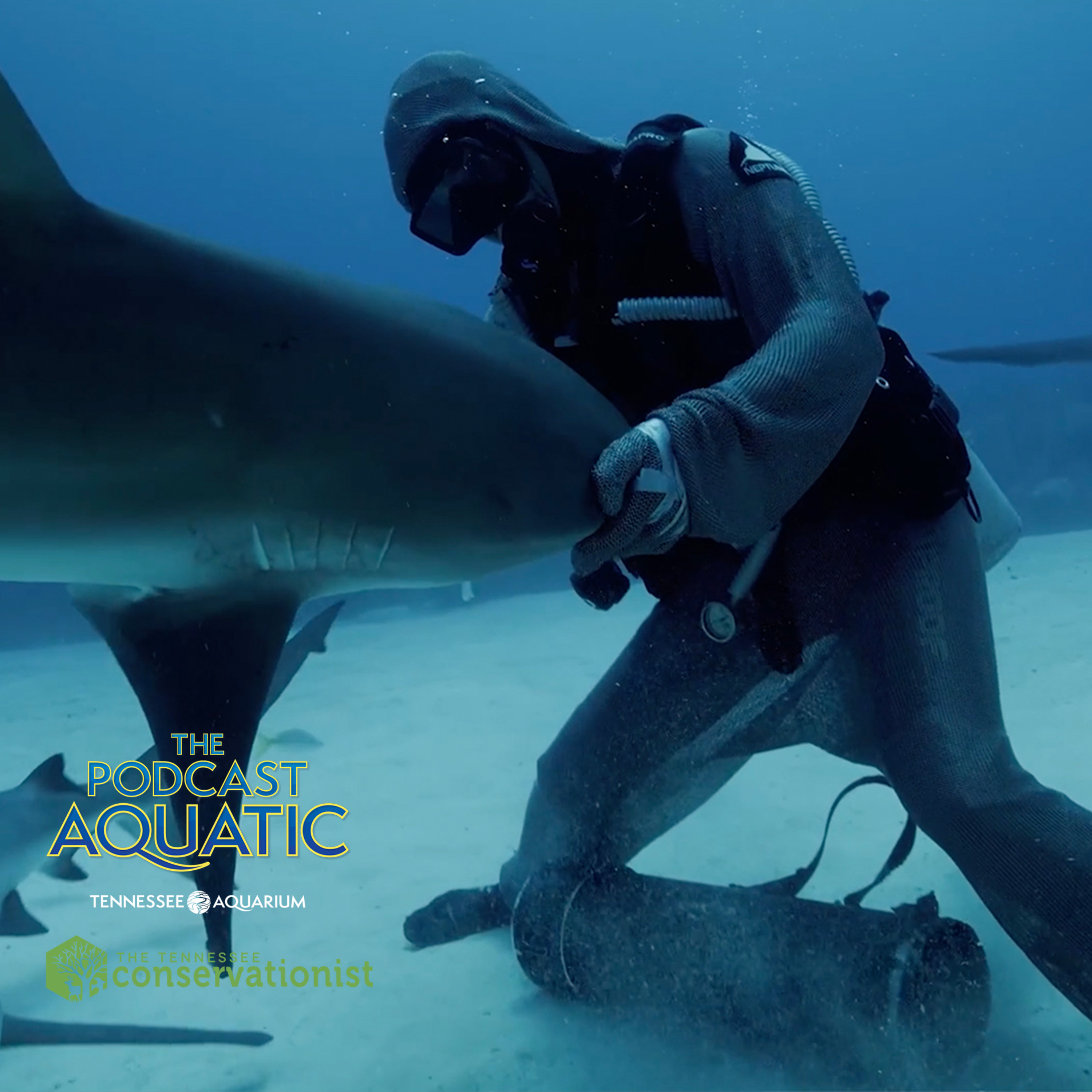 Meet Cristina Zenato, "The Shark Listener" episode artwork