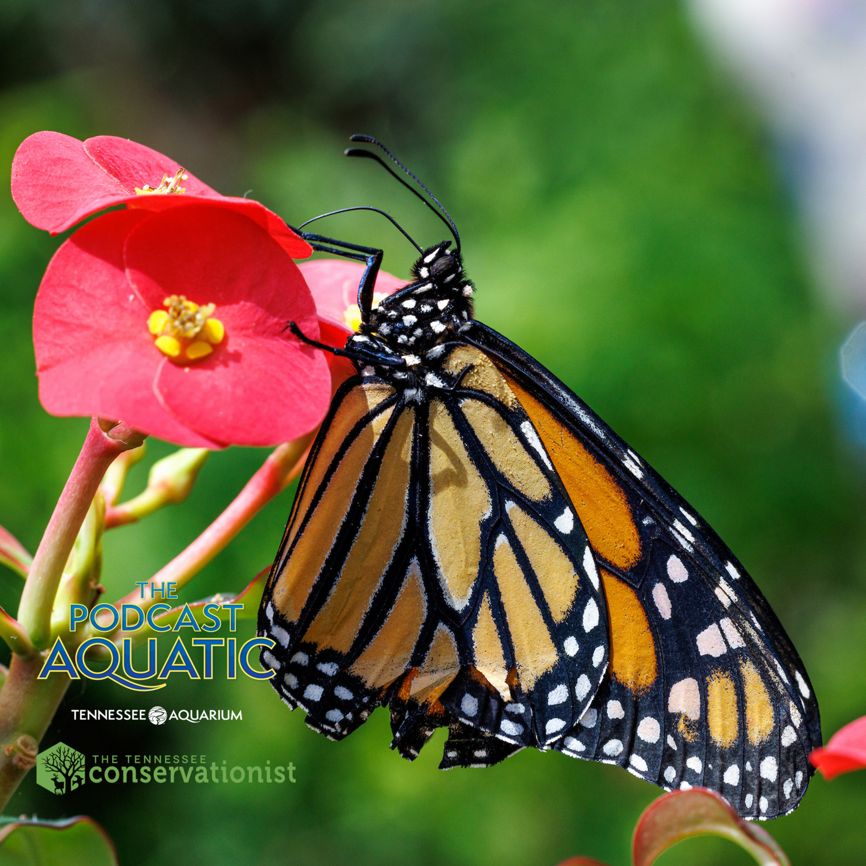 The Royal Majesty of Monarch Butterflies episode artwork