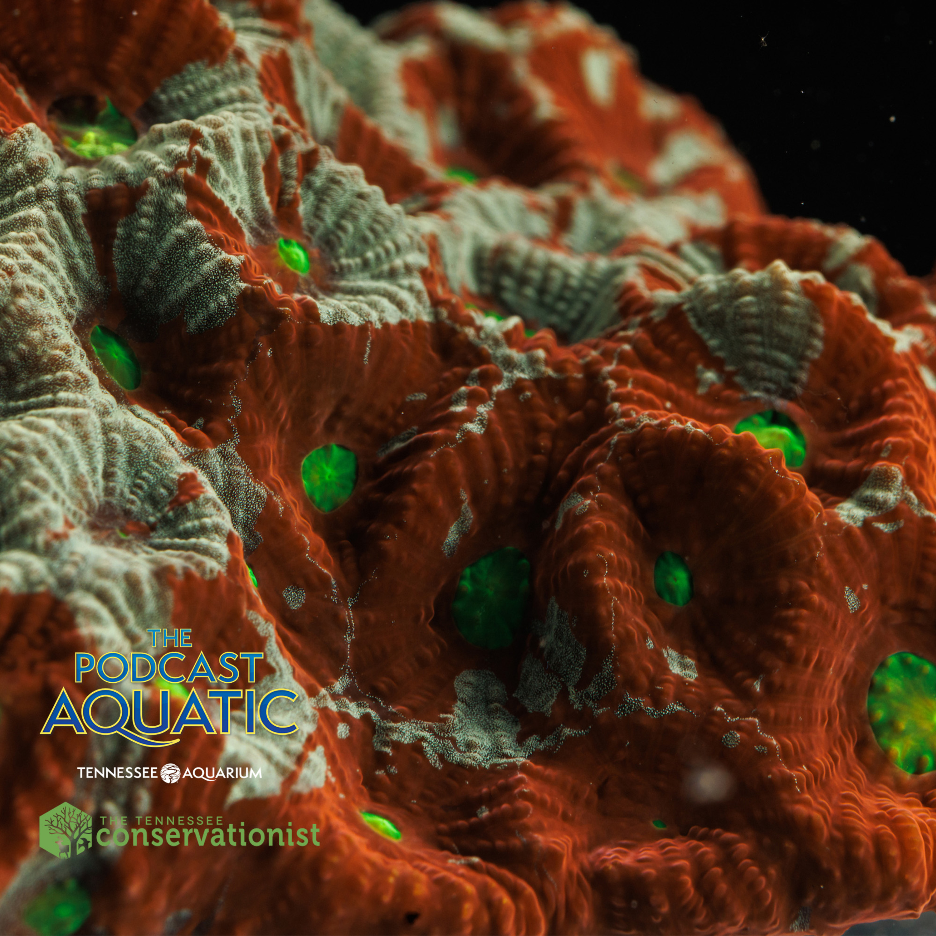 How We're "Building" A Reef episode artwork