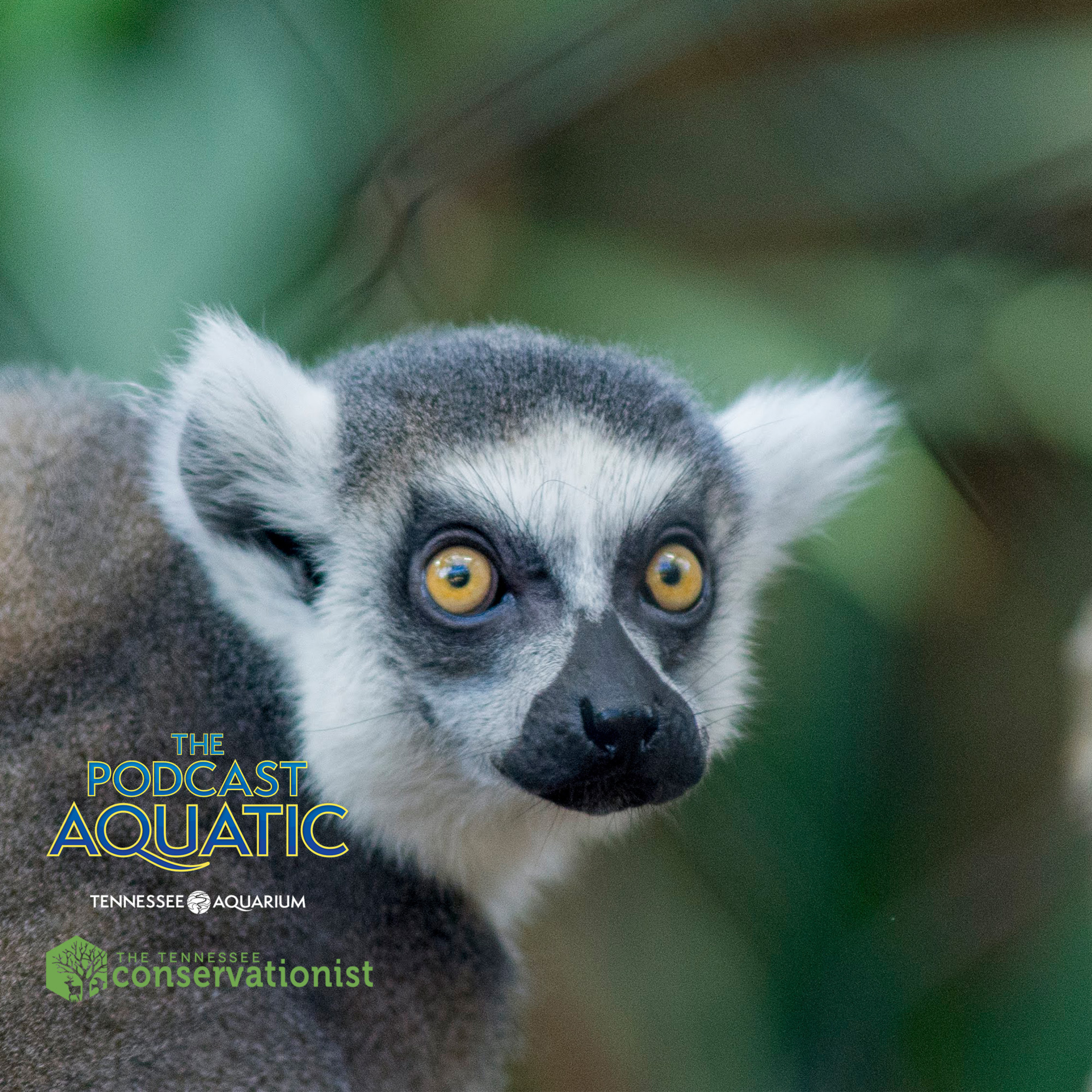 Seeing Eye to Aye-Aye With Primatologist Dr. Tim Eppley episode artwork