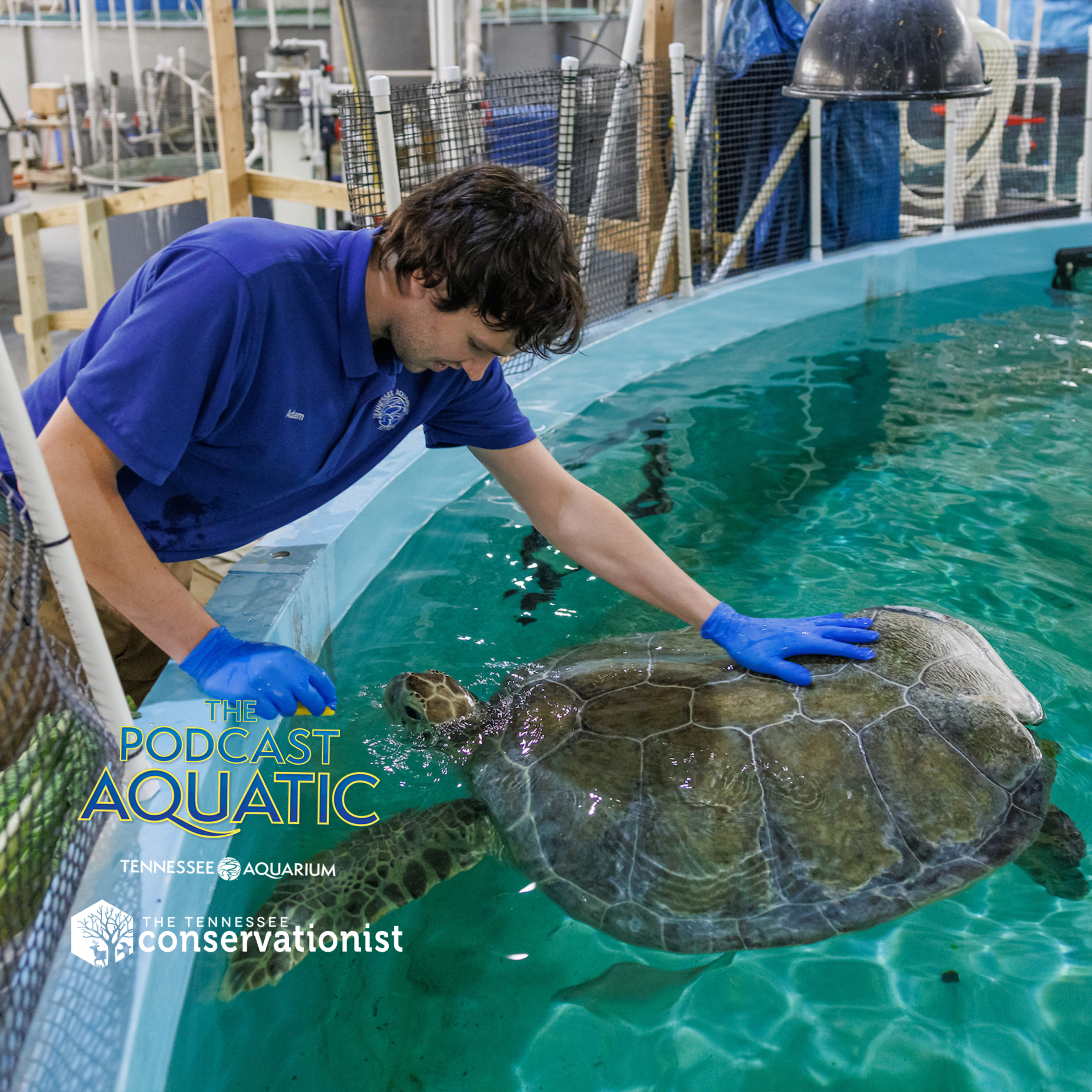 A Quick Drop-in with Oscar the Sea Turtle episode artwork