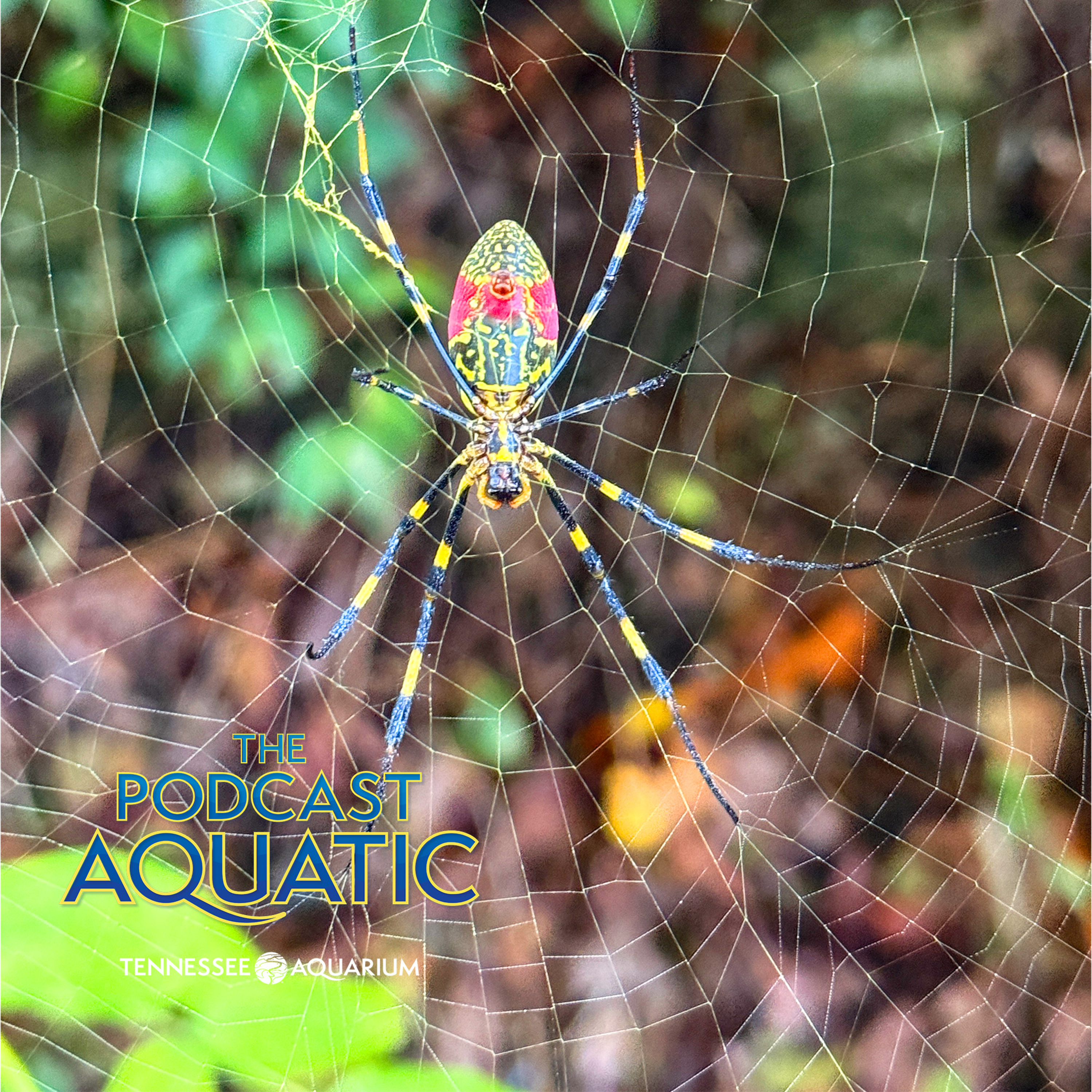 Mic Droplet: Invasion Of The Joro Spiders!