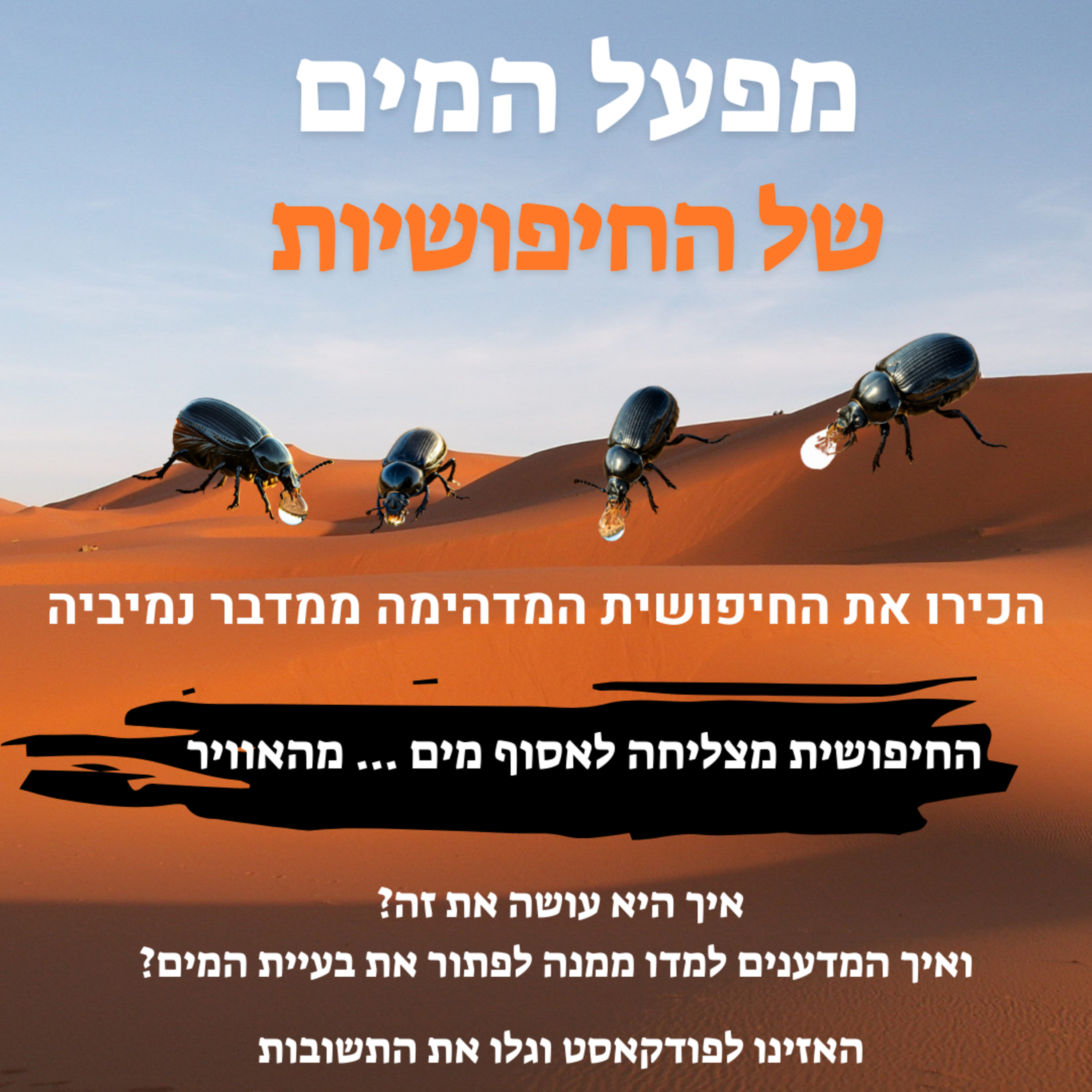 מפעל המים של החיפושית episode artwork