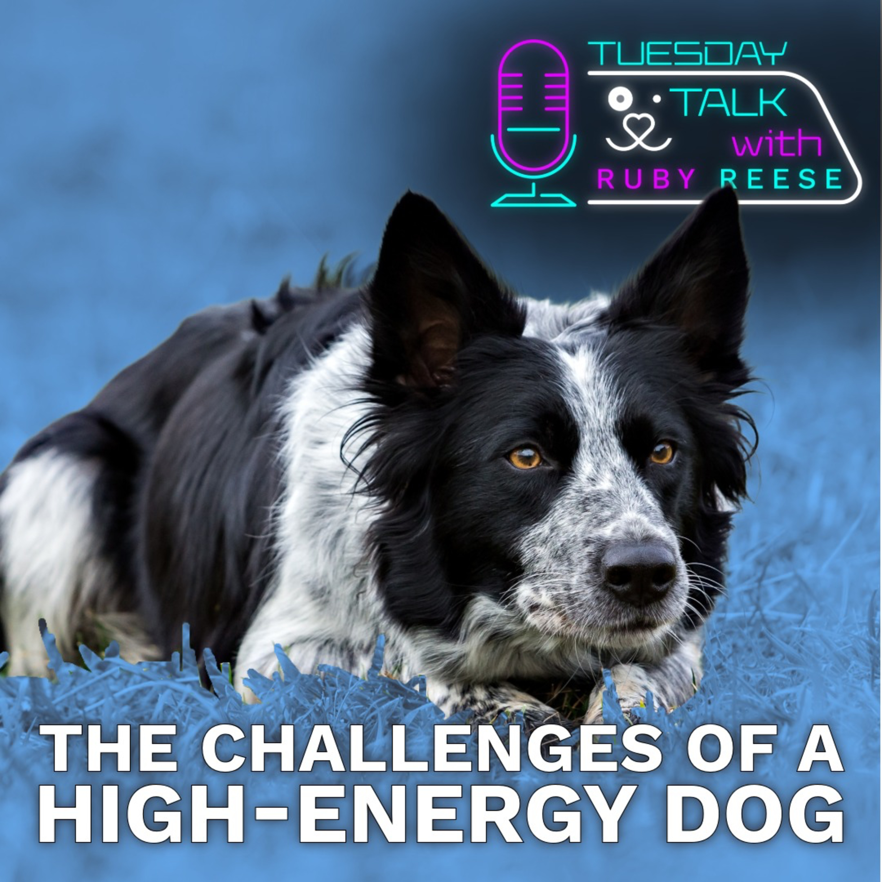 Tuesday Talks with Ruby Reese