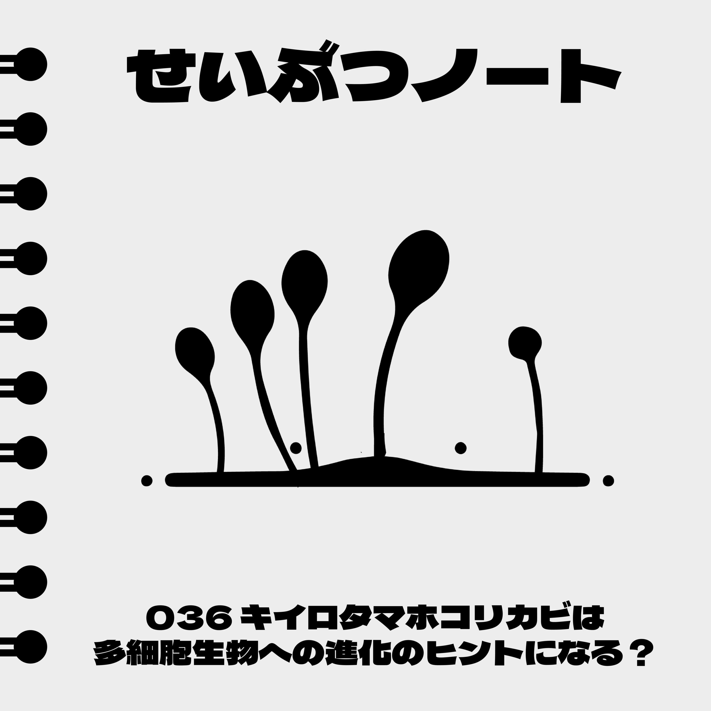 #036 キイロタマホコリカビは多細胞生物への進化のヒントになる? episode artwork