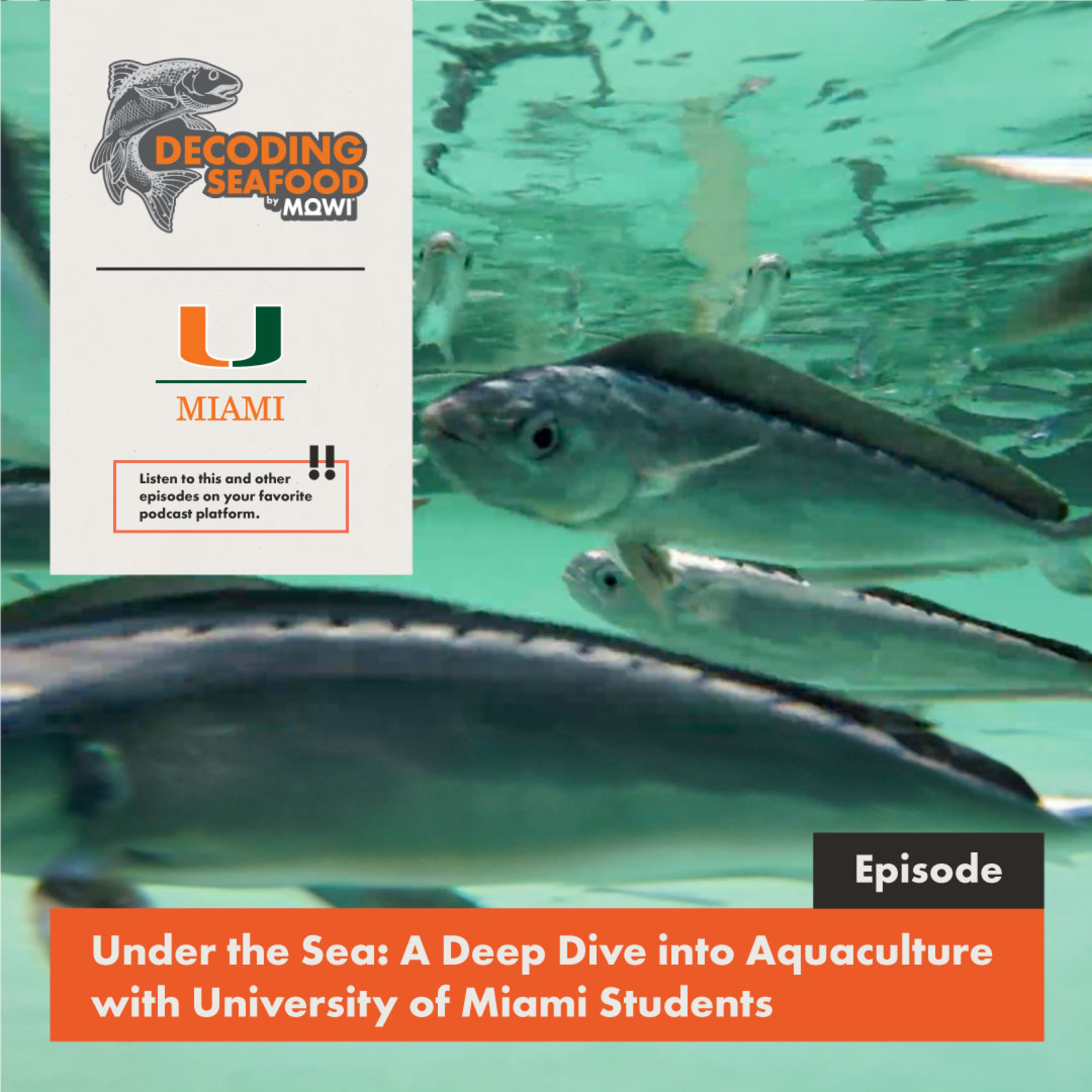 Under the Sea: A Deep Dive into Aquaculture with University of Miami Students