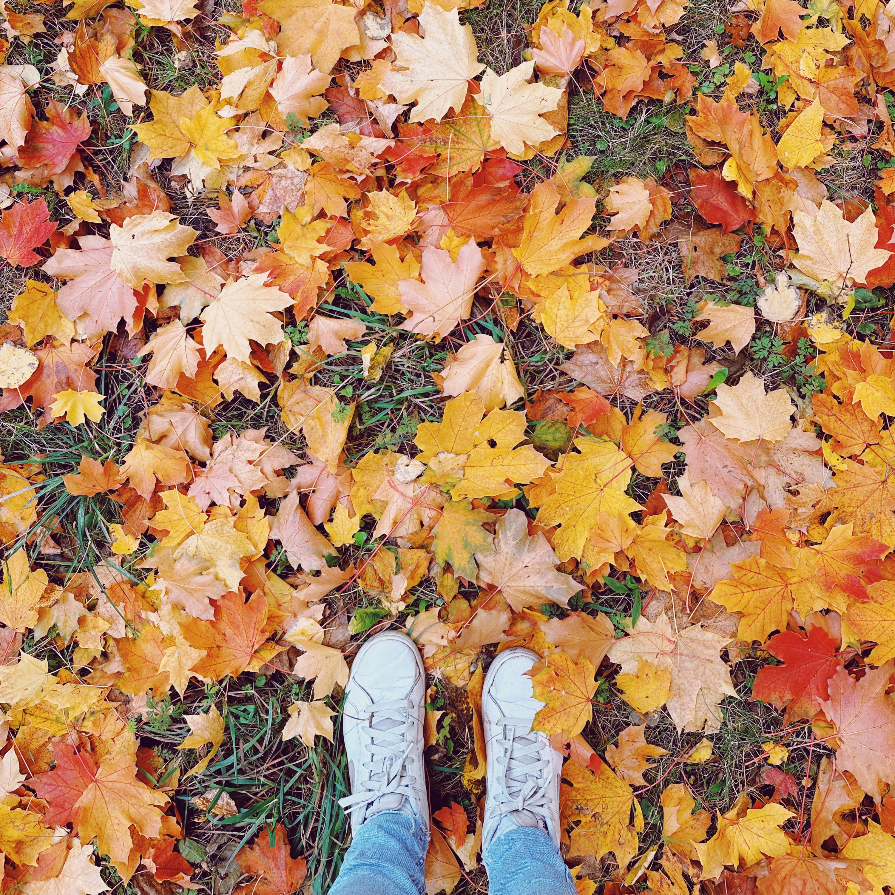 Cover image for Твої світи, твої вірші