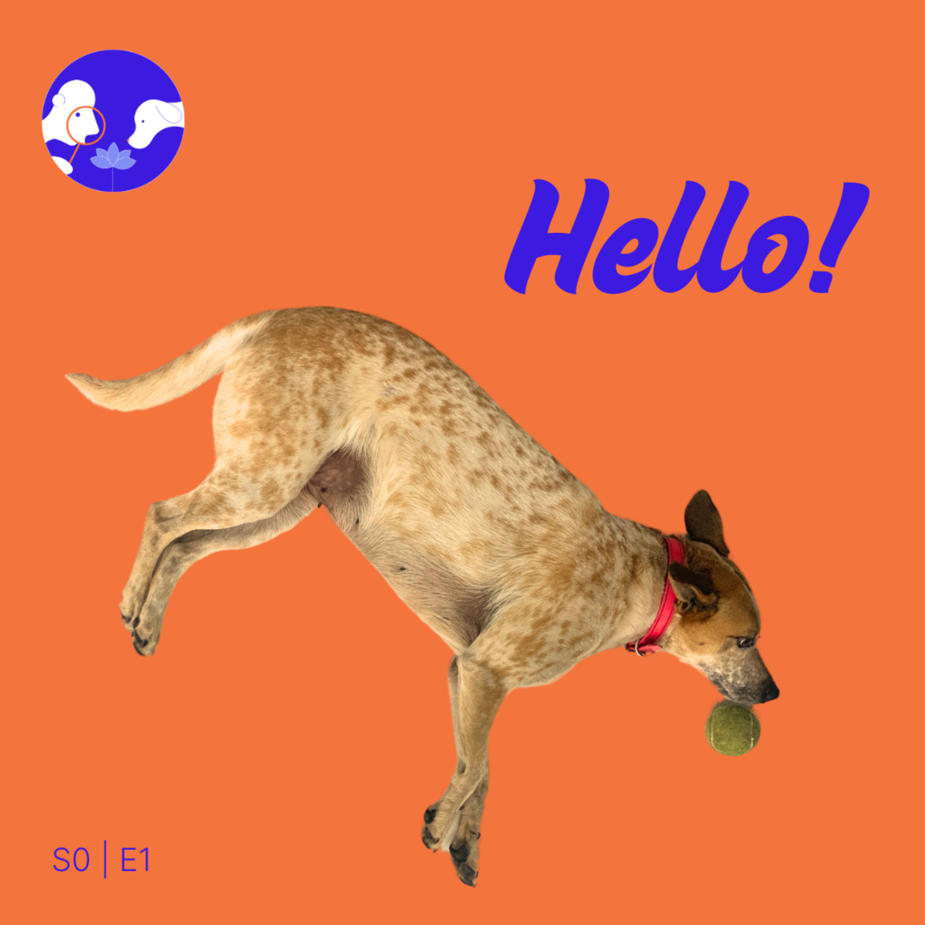Pomodogo