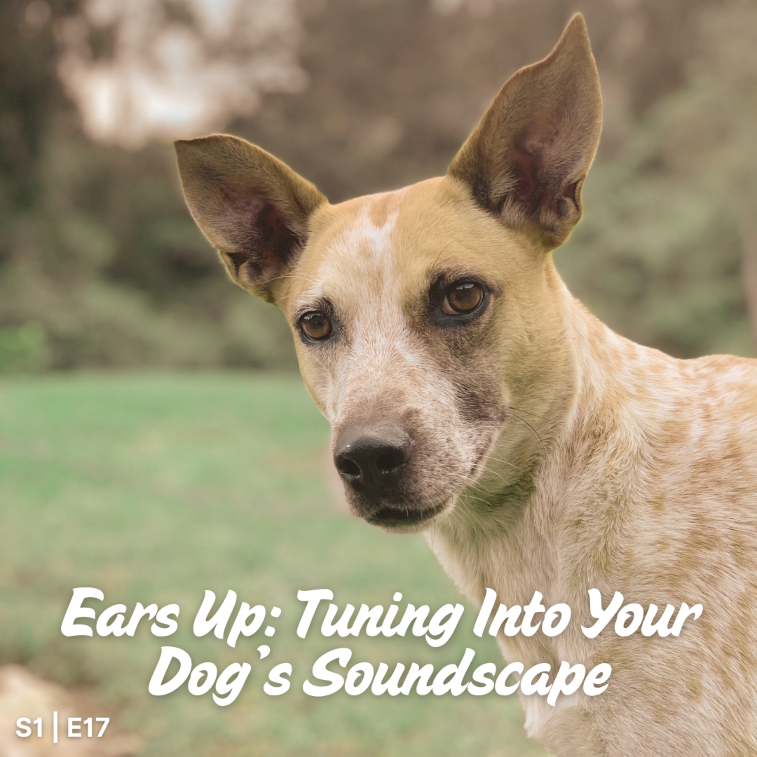 S1 I E17 Ears Up: Tuning Into Your Dog's Soundscape