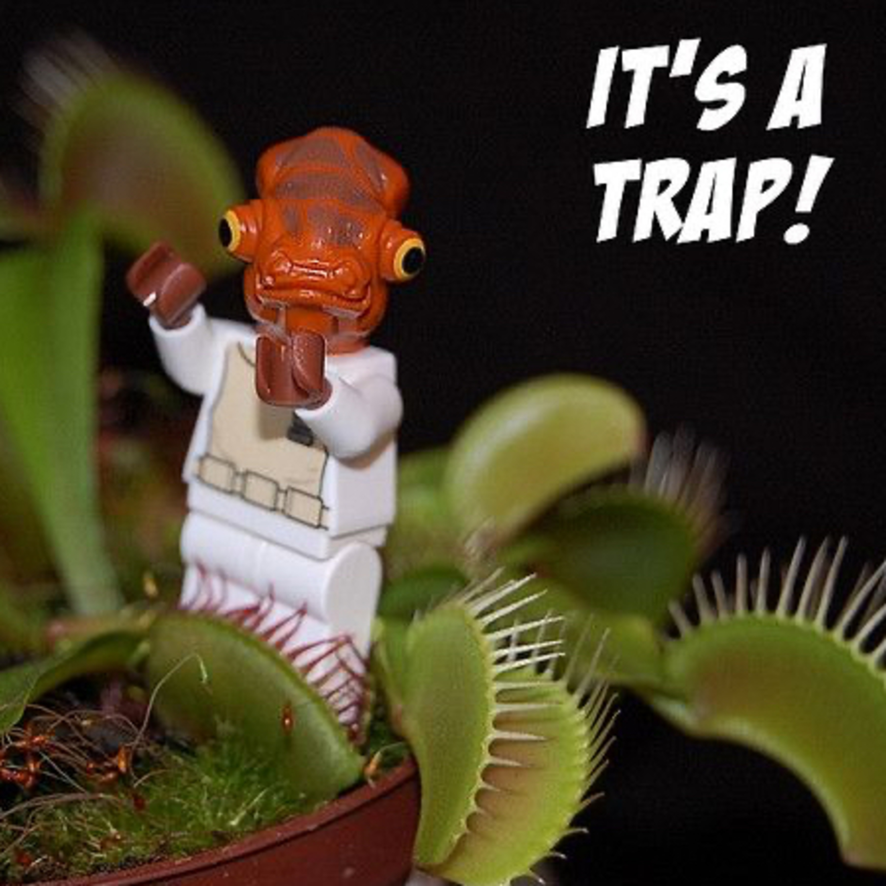 Iz a trap 🇮🇱 