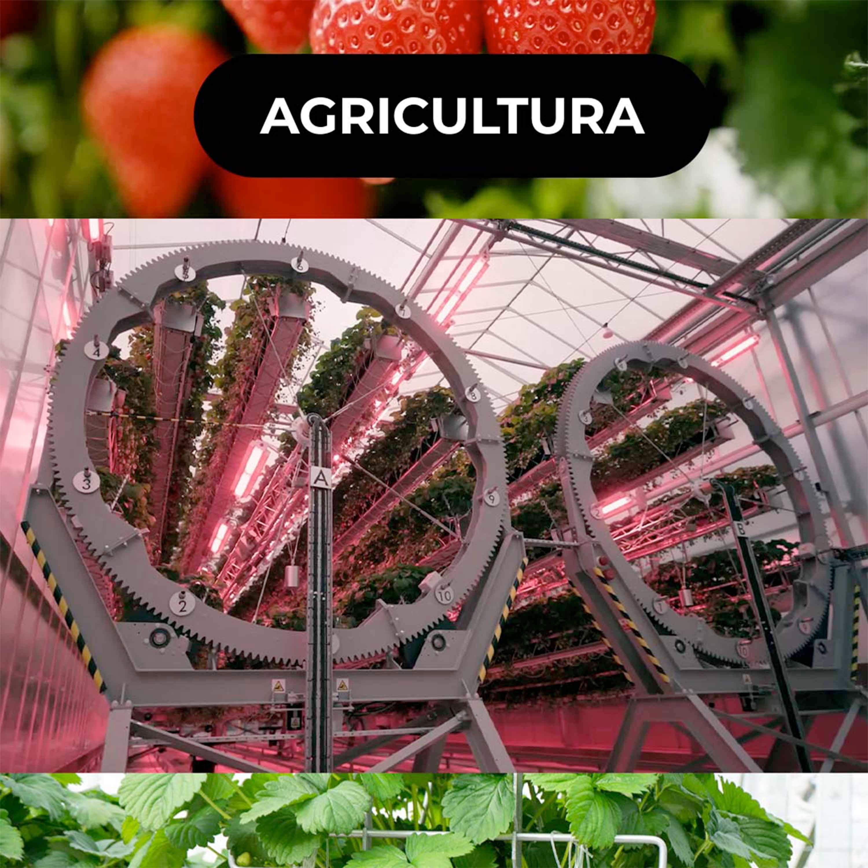 🍓 O sistema inovador da Dyson para cultivar morangos com eficiência