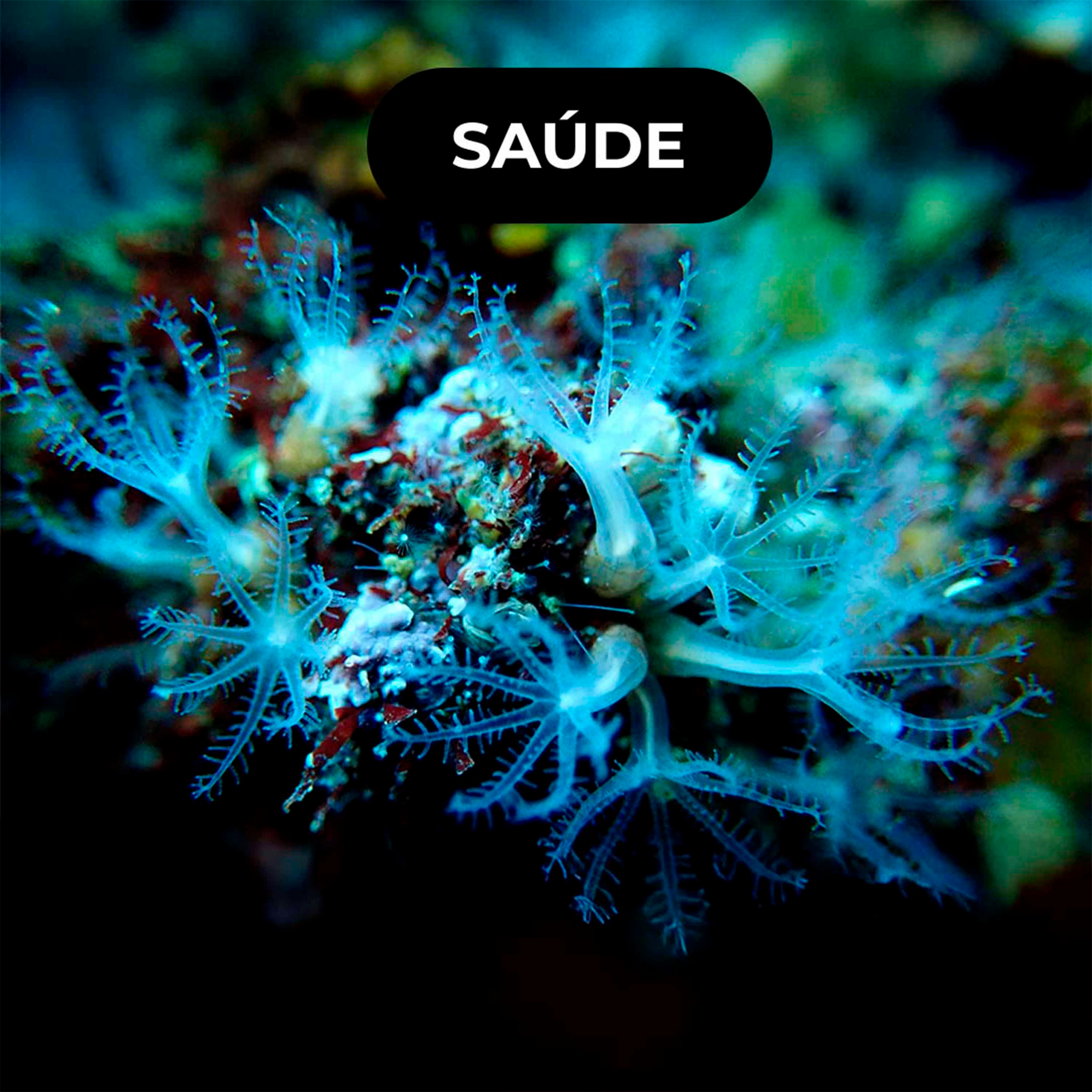🌊 Sea4Us: desenvolve medicamento para a dor crónica episode artwork