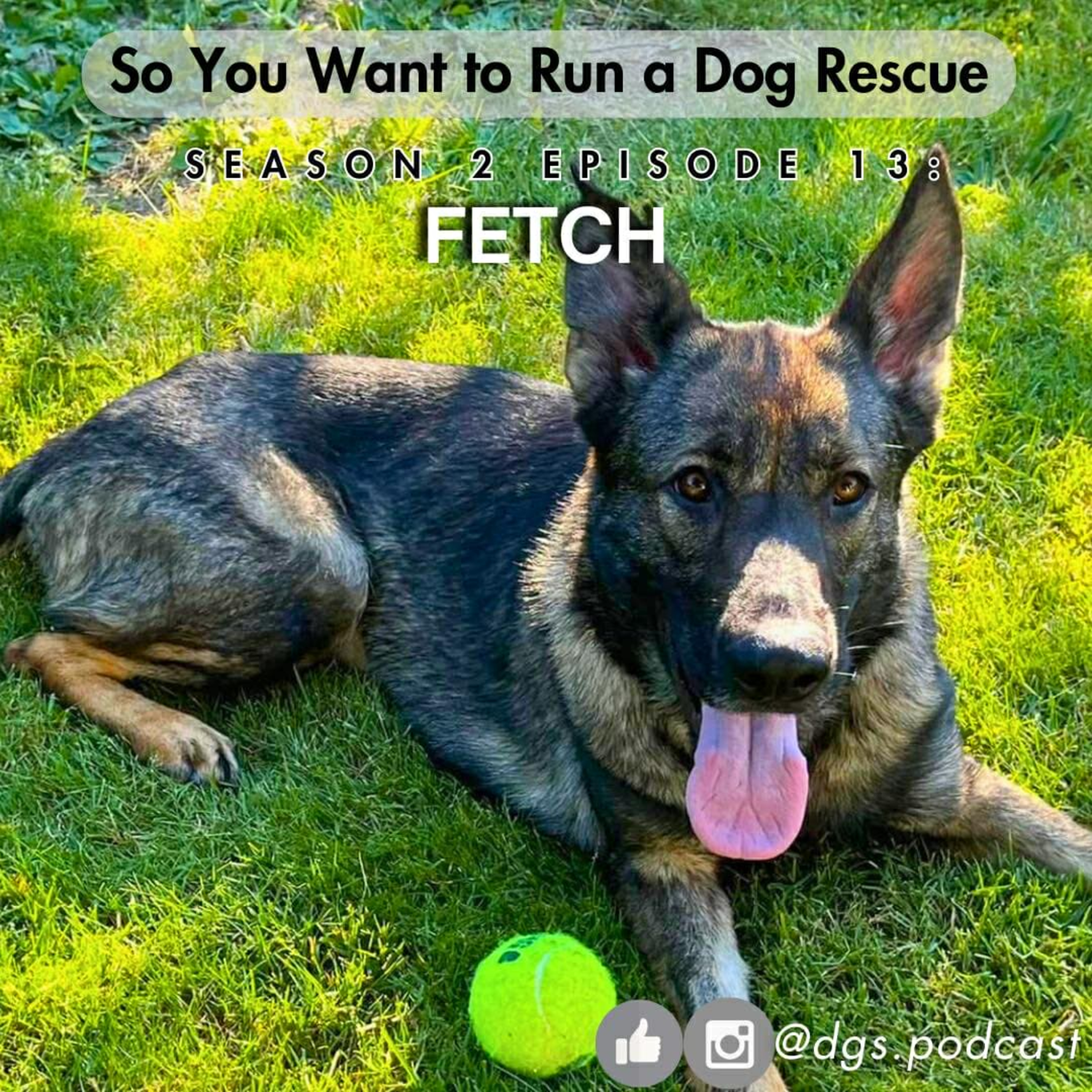 So You Want to Run a Dog Rescue