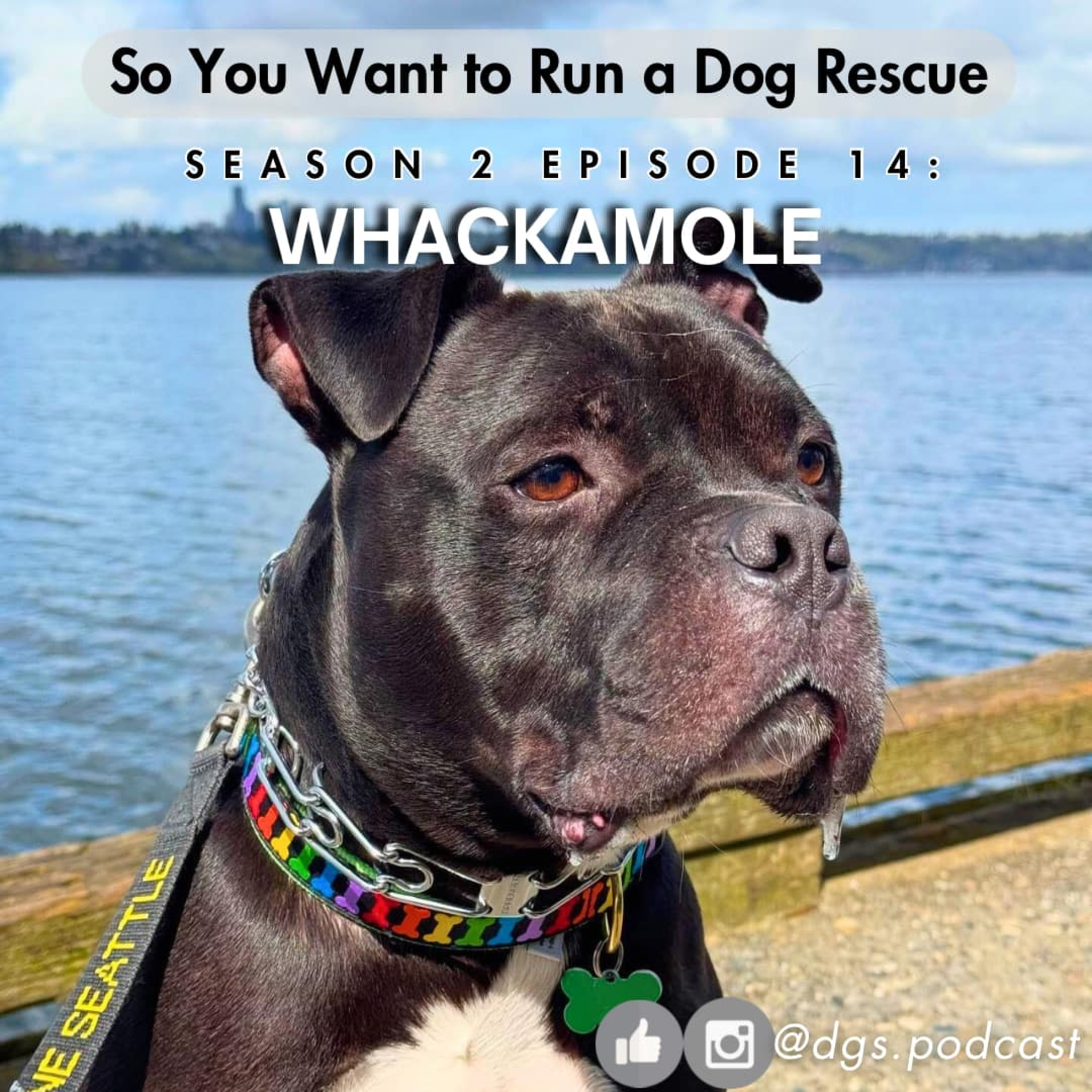 So You Want to Run a Dog Rescue