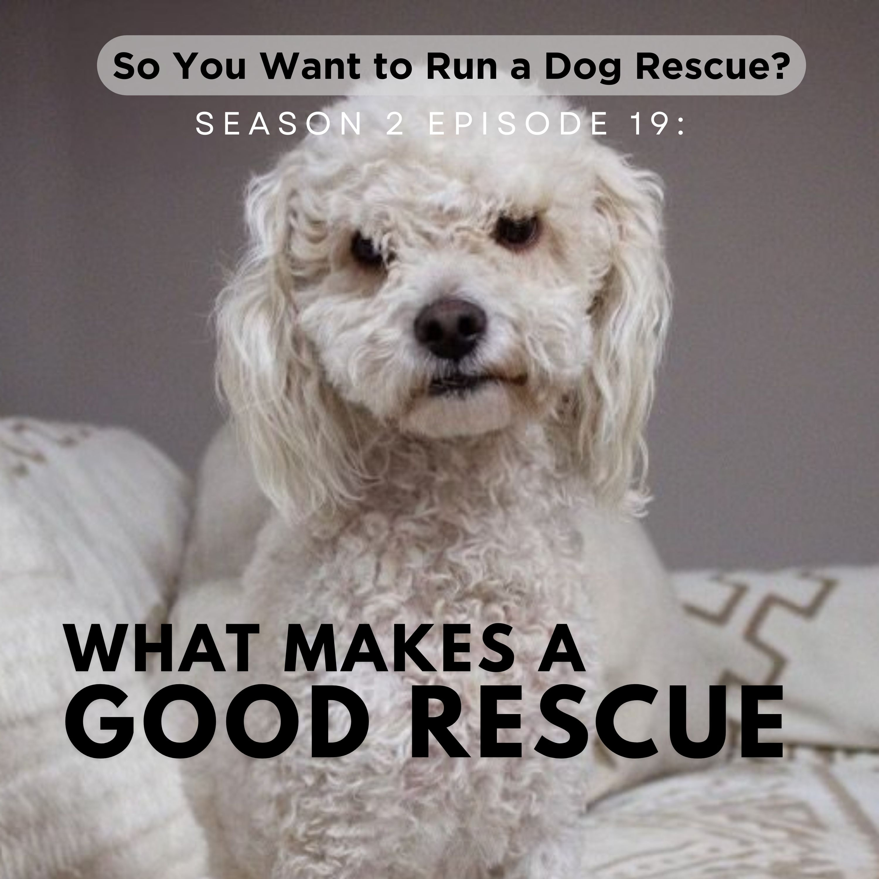 So You Want to Run a Dog Rescue