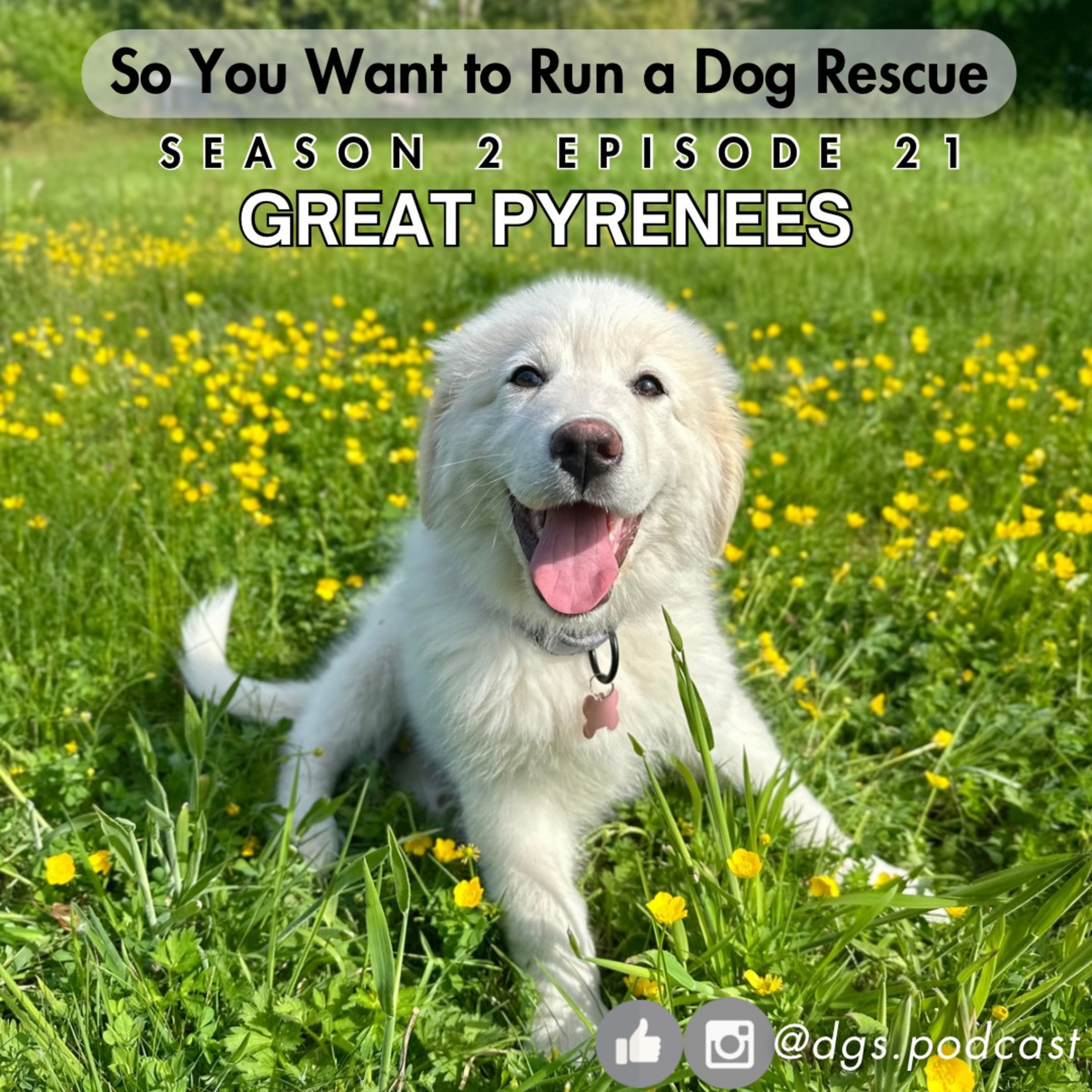 So You Want to Run a Dog Rescue