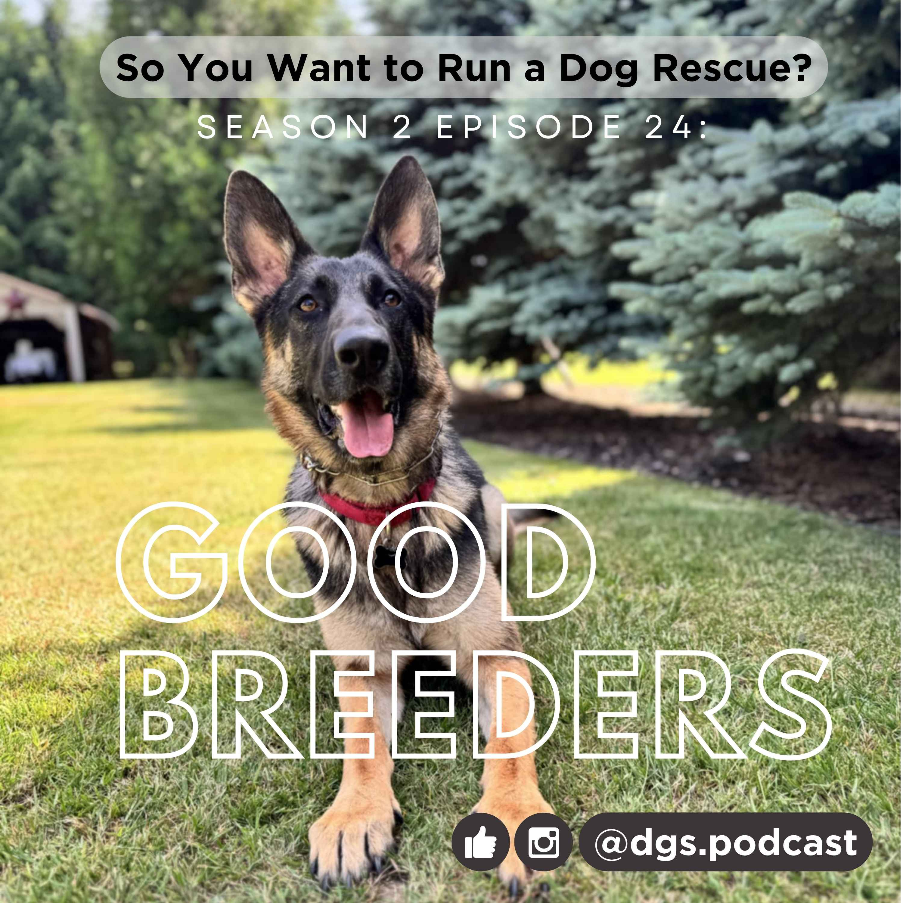 So You Want to Run a Dog Rescue